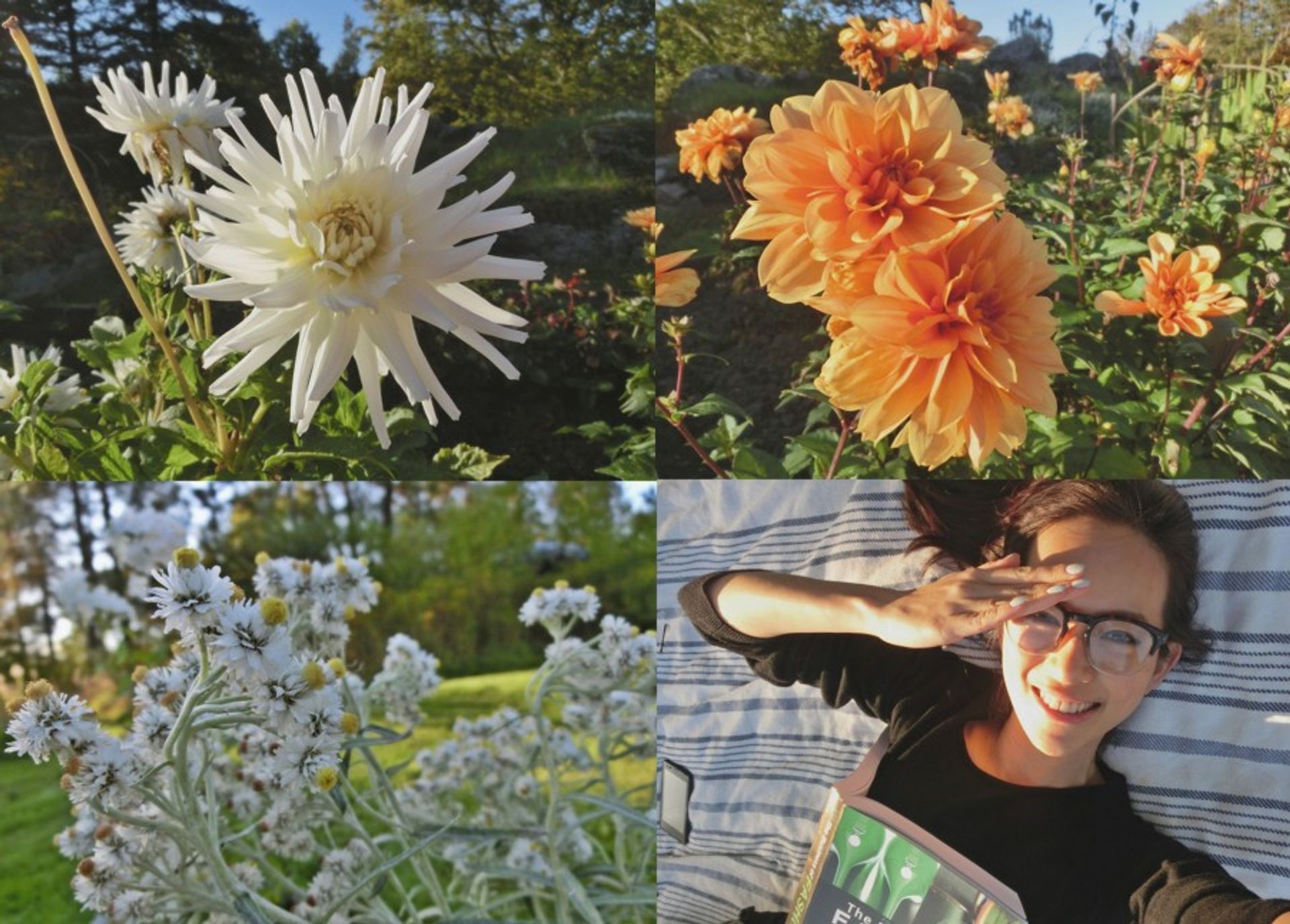 A collage with four pictures, three containing flowers and a picture of Angelina. The first flower is large and has white petals, the second image includes two large flowers with orange petals and the third image contains several flowers of the same variety with white petals and yellow pistils. The fourth picture is a picture of Angelina lying on a striped blanket and having the sun on her face. She is wearing her glasses as a green book is lying on her chest.