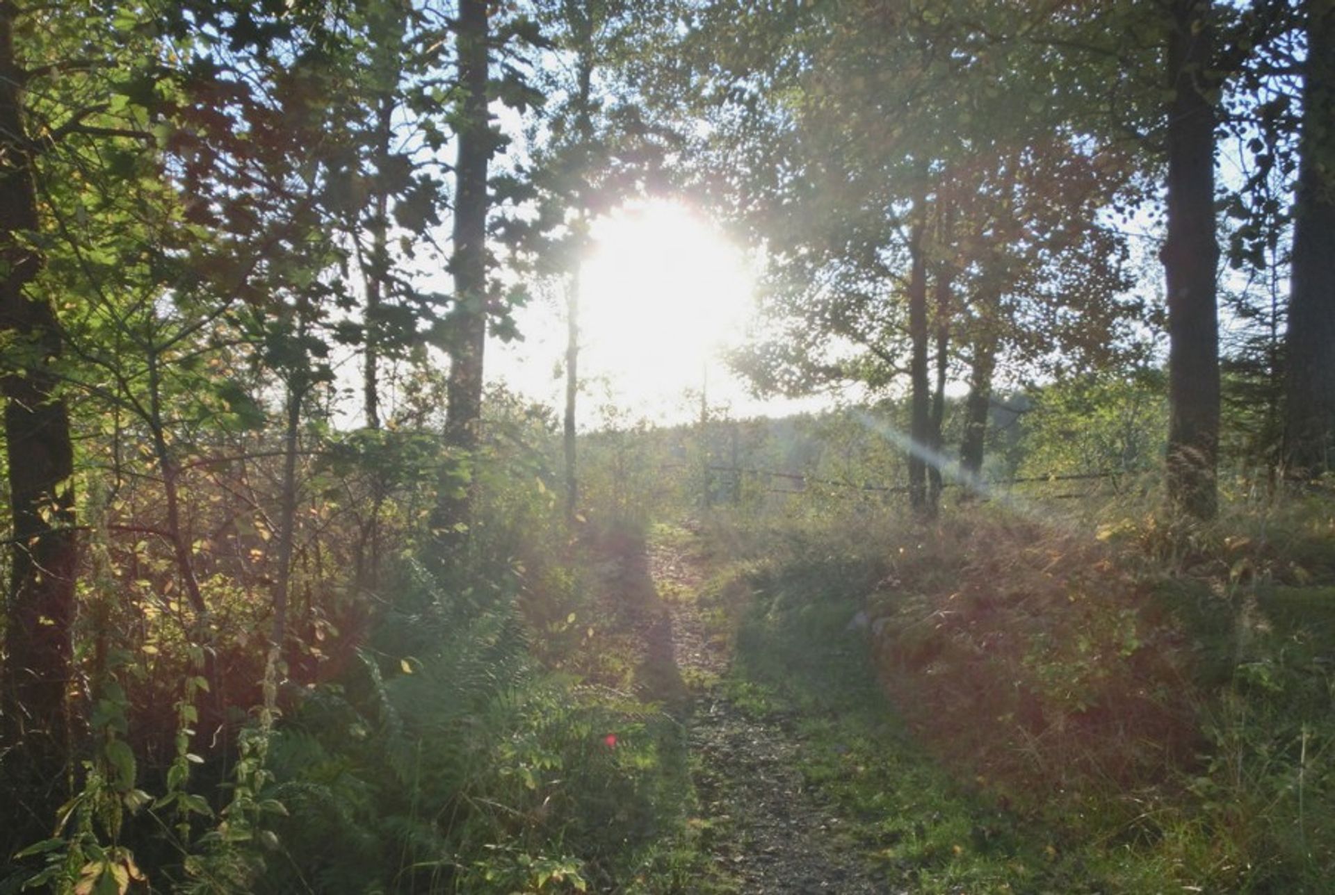 A trail into the forest where green plants and brown trees can be seen.