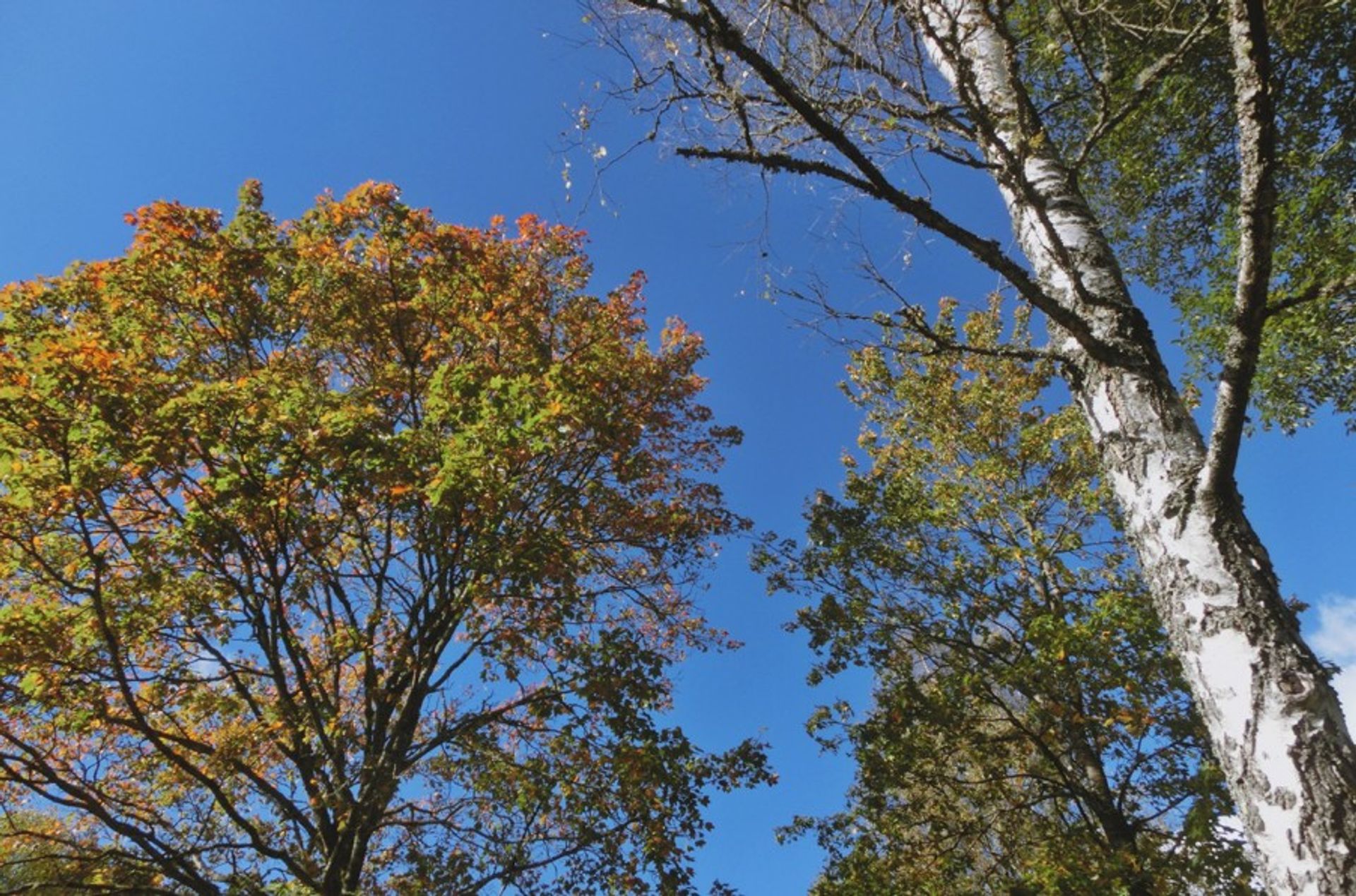 A picture taken from below where the blue sky is visible and two lagre trees with green and orange leaves. The sun is also shining.