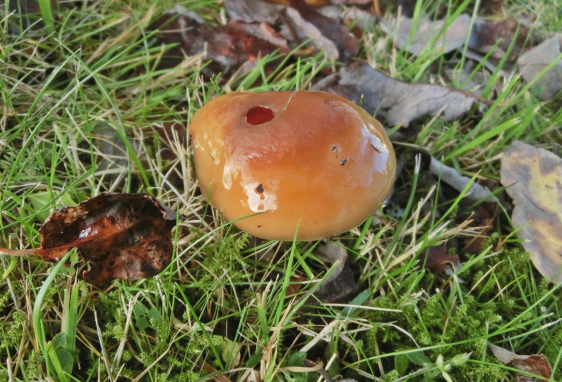 A golden mushroom with a hole in growing from the soil in the green forest of Sweden during a sunny day.