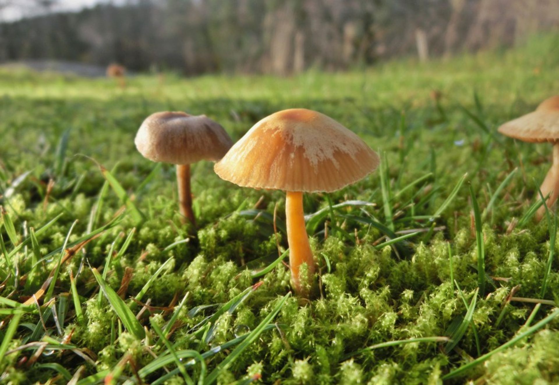 Two golden mushrooms growing from the soil in the green forest of Sweden during a sunny day.