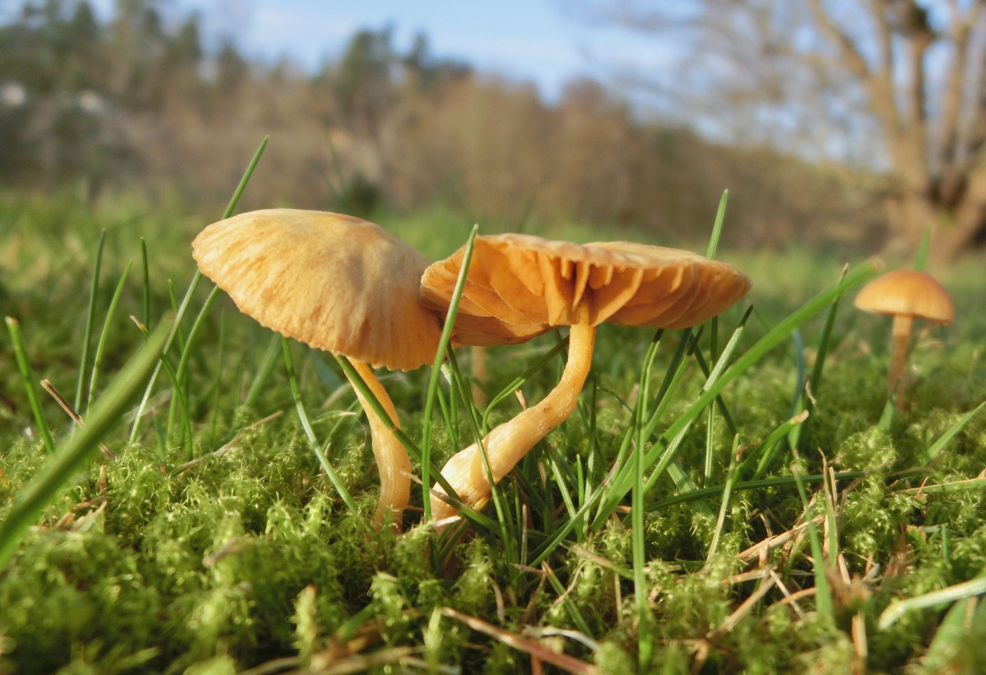 Two typical golden brown mushrooms growing from the soli in the green Swedish forest.