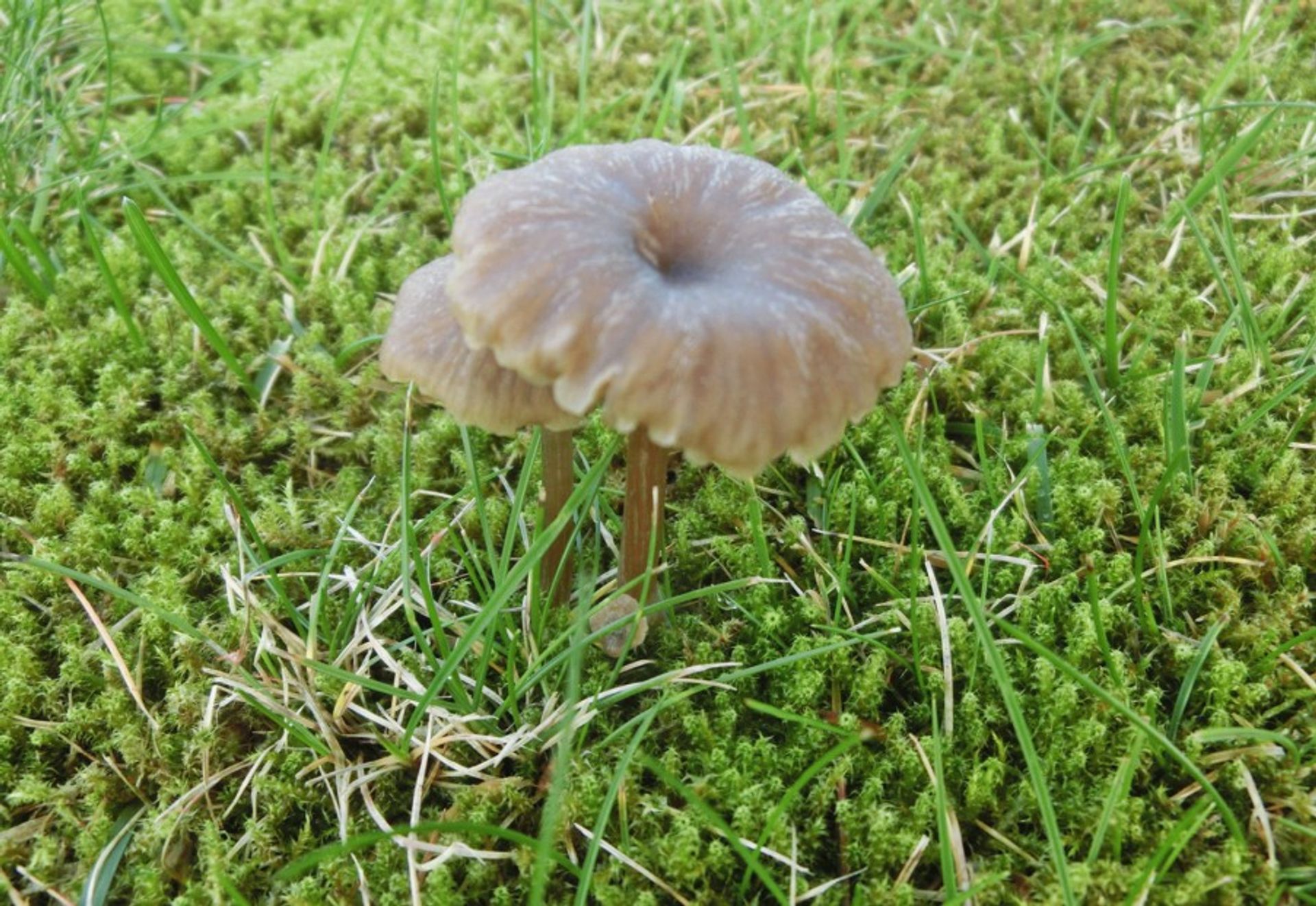 Two small and fresh mushrooms growing from the moss in the green forest of Sweden. 