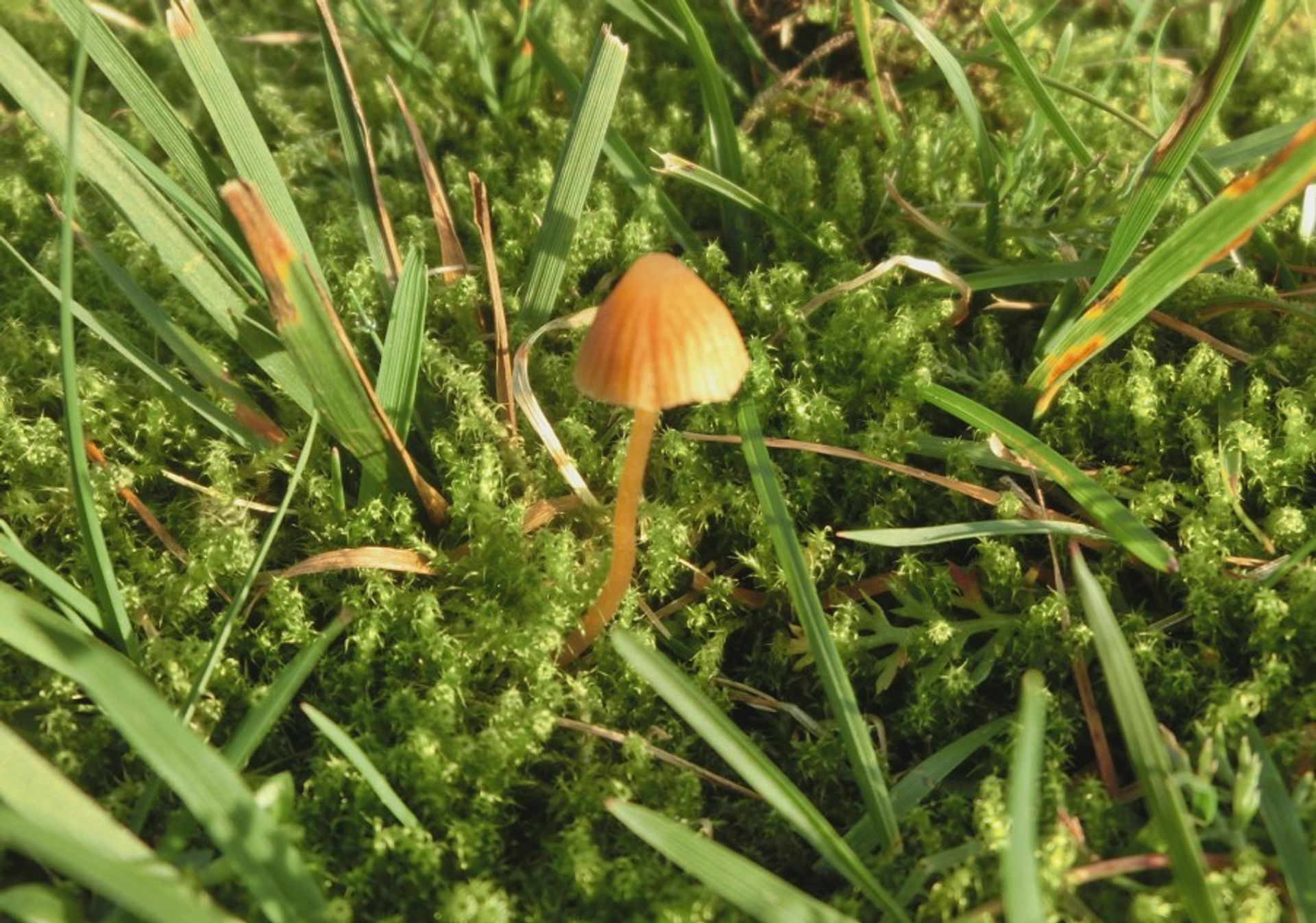 A small golden mushroom growing from the soil in the green forest of Sweden during a sunny day.