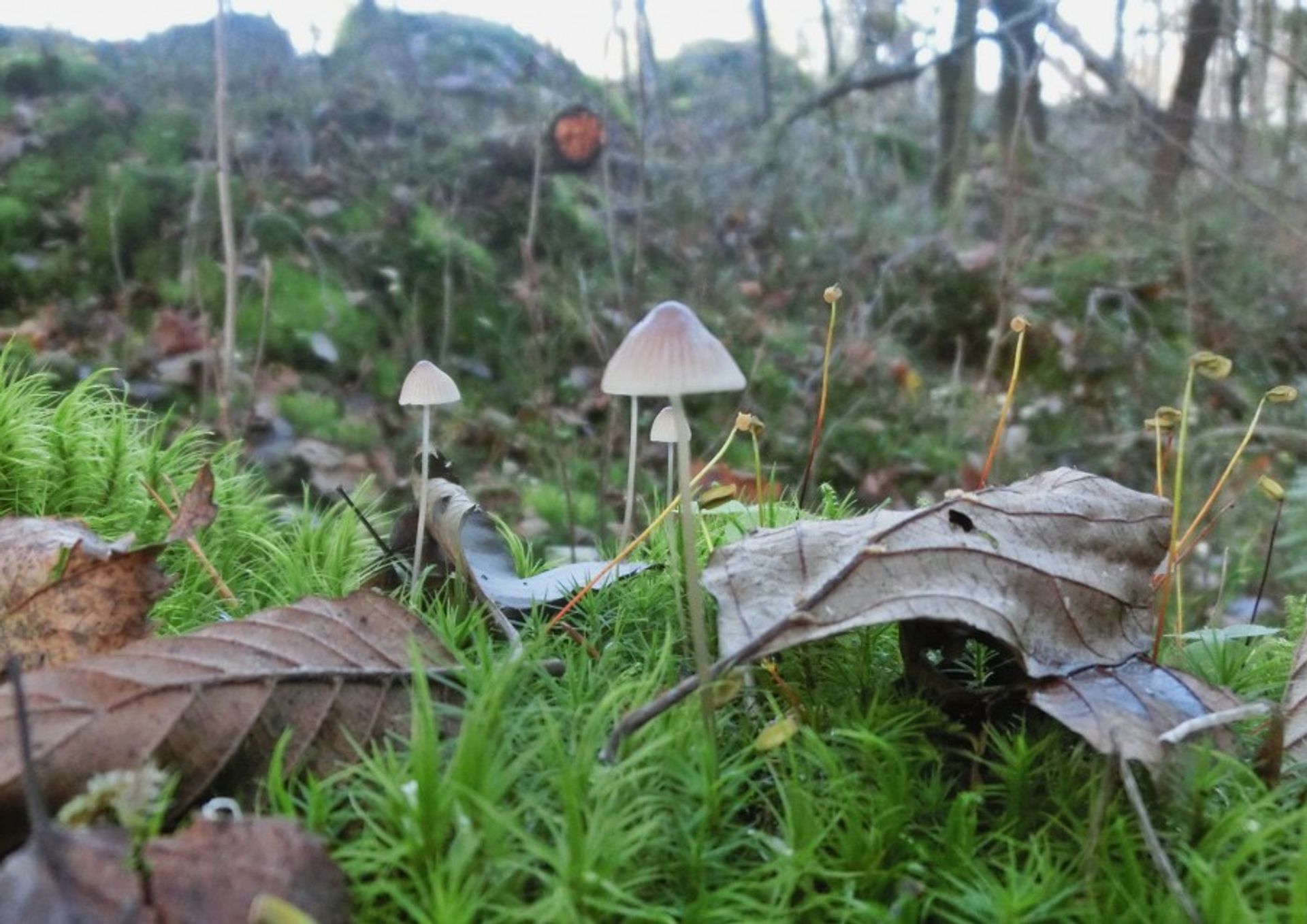 Thin mushrooms growing from the soil in the forest with leafs around.