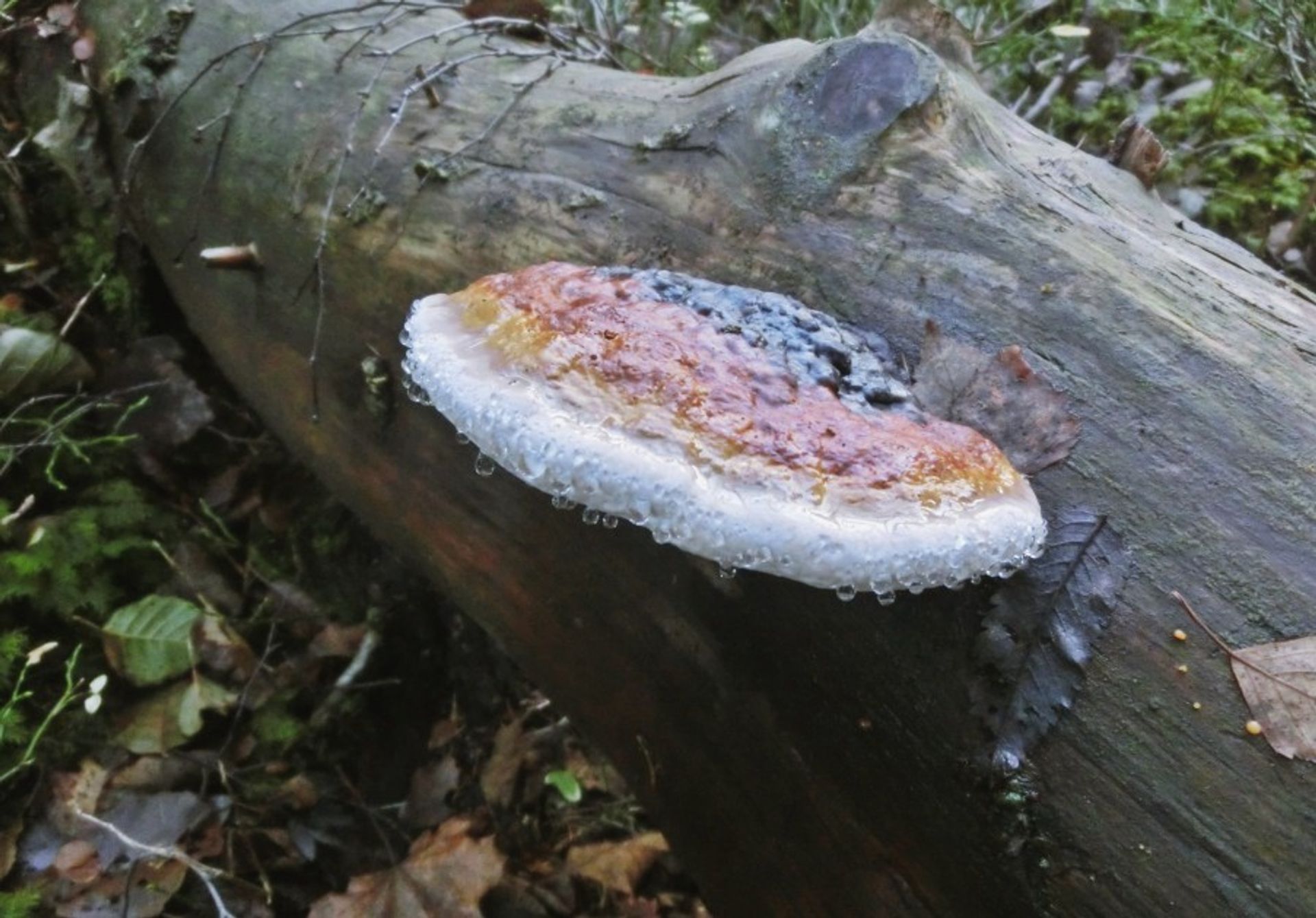 A white and brown mushroom growing from the tree in the forest of Sweden. 