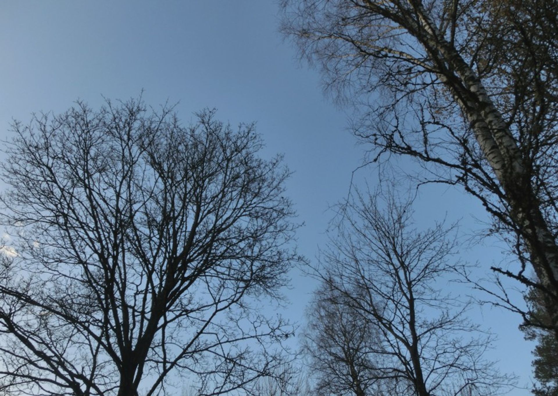 Another picture taken from below where the blue sky is visible and you can see many dark trees with no leafs.