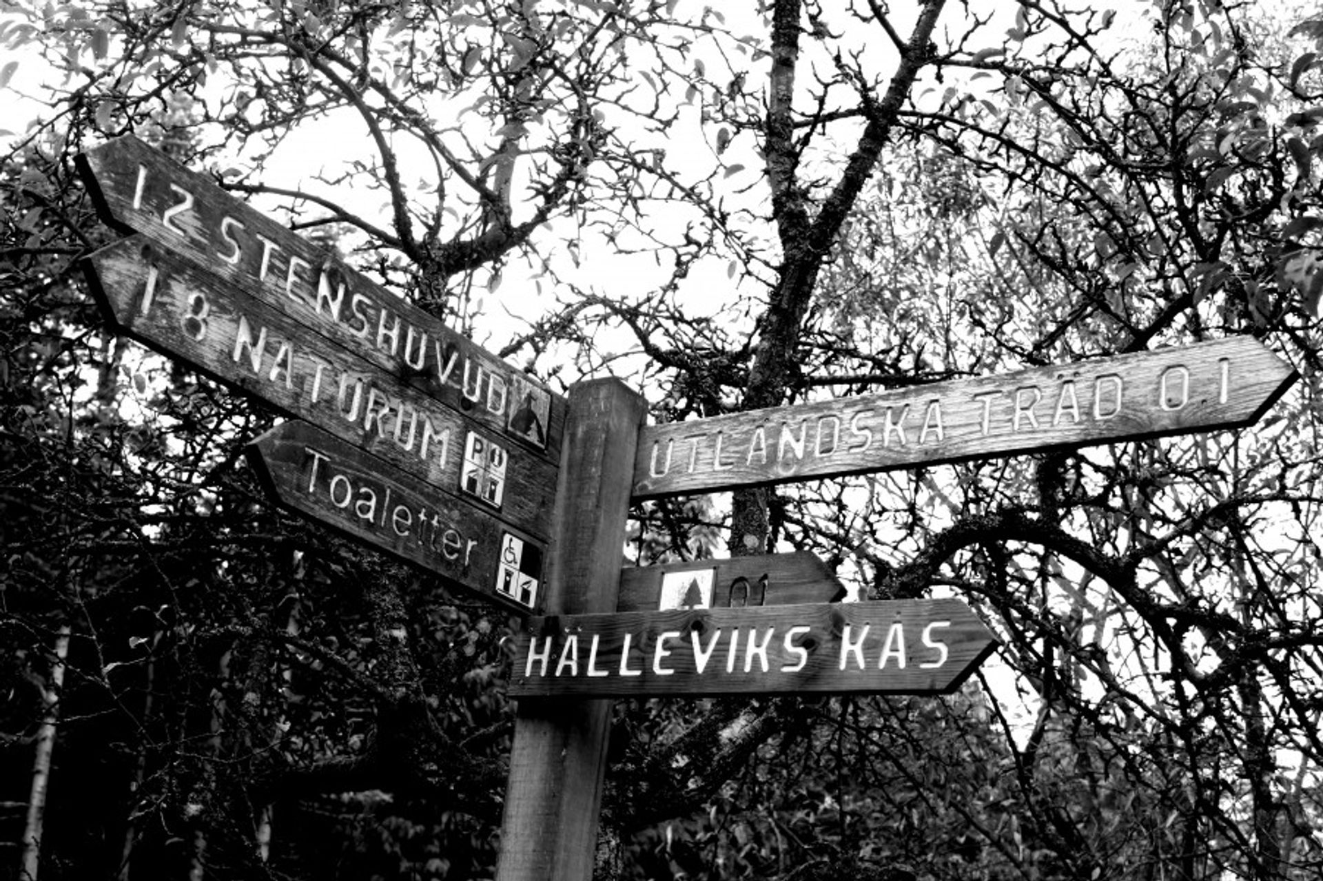 A crossing in Stenshuvud with six direction signs on where different destination are places. The sign is made out of wood with white letters.