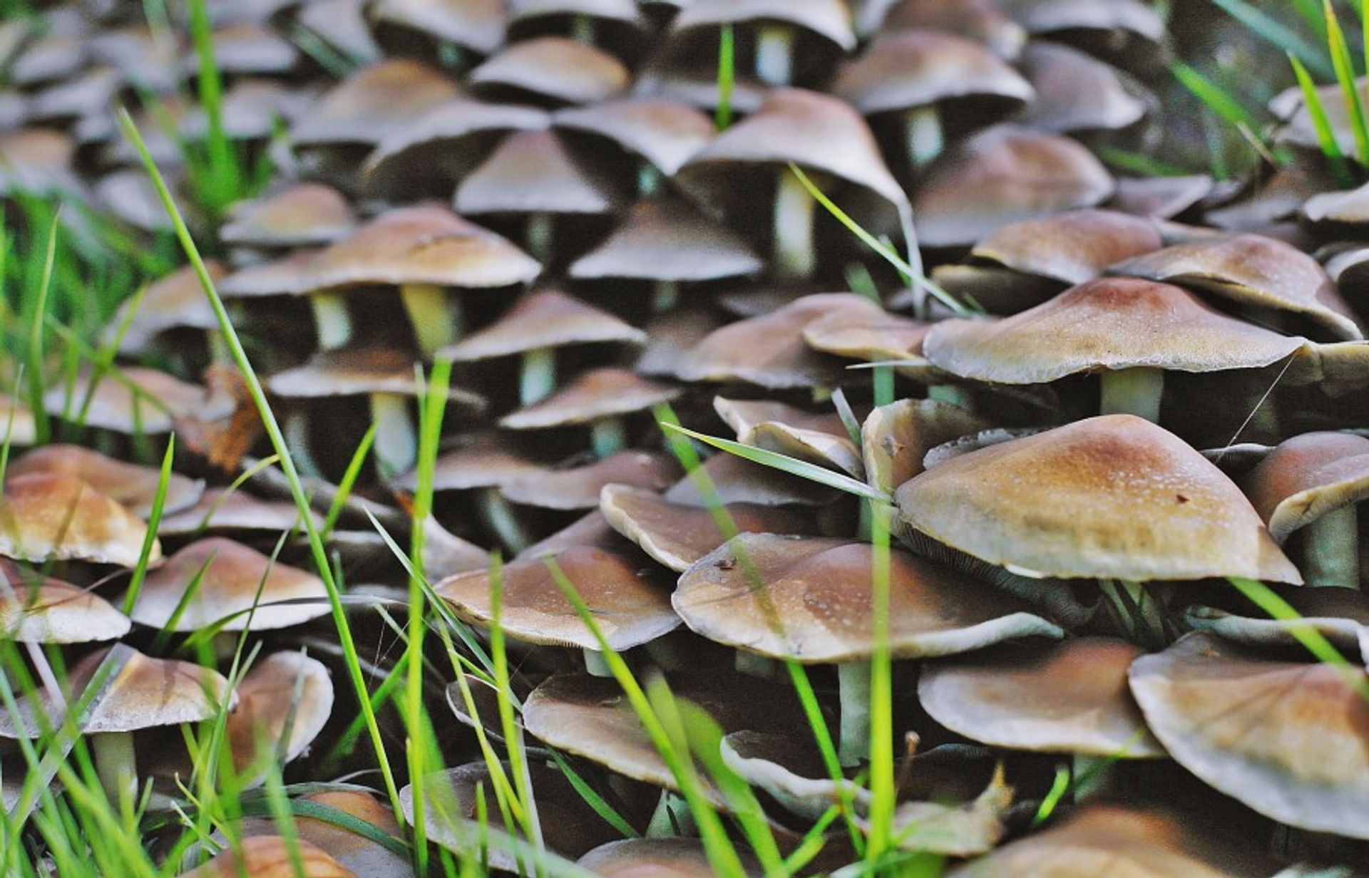 Fresh brown mushrooms growing from the soil in the green forest of Sweden. 