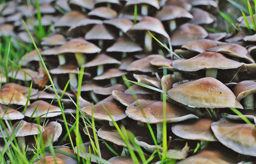 Mushroom Hunting - Study in Sweden