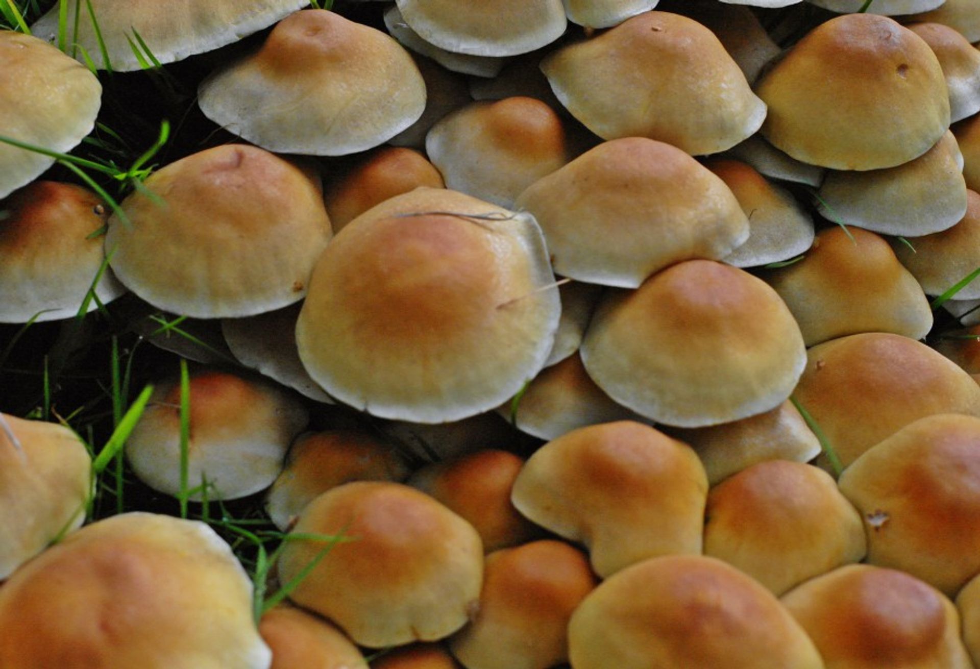 Golden brown mushrooms growing in the green forest of Sweden. 