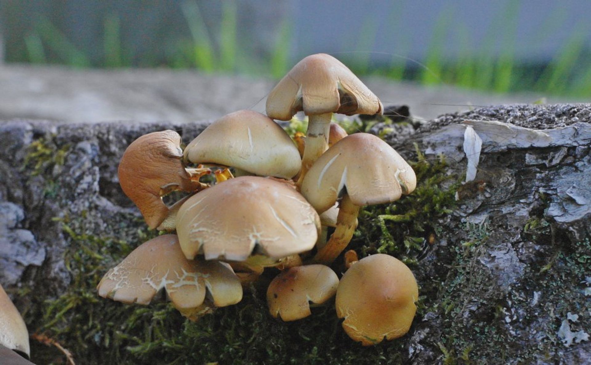 More brown mushrooms growing from the rock in the green forest of Sweden. 