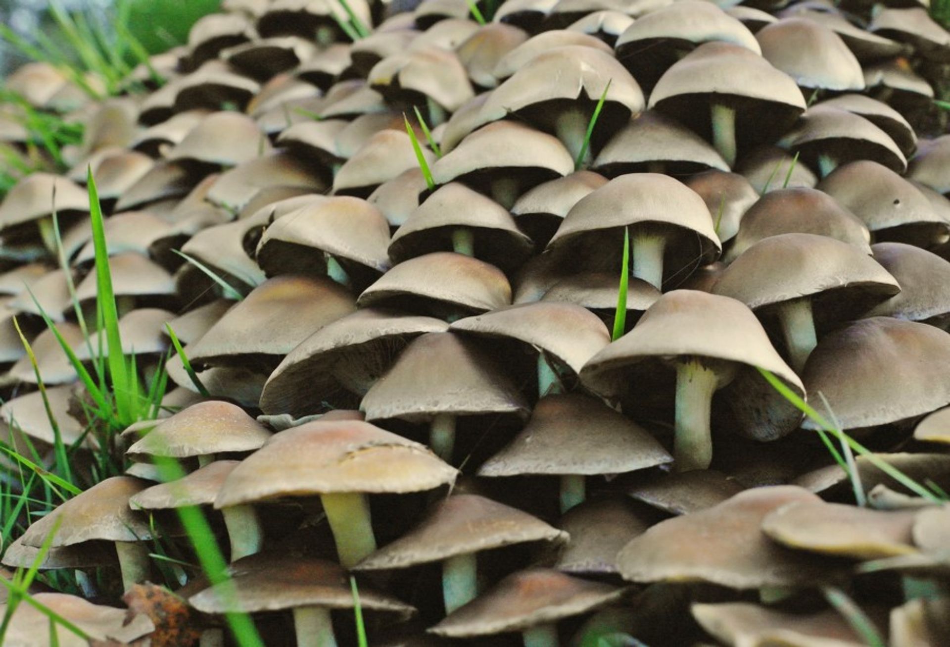 Many brown mushrooms growing from the soil. 