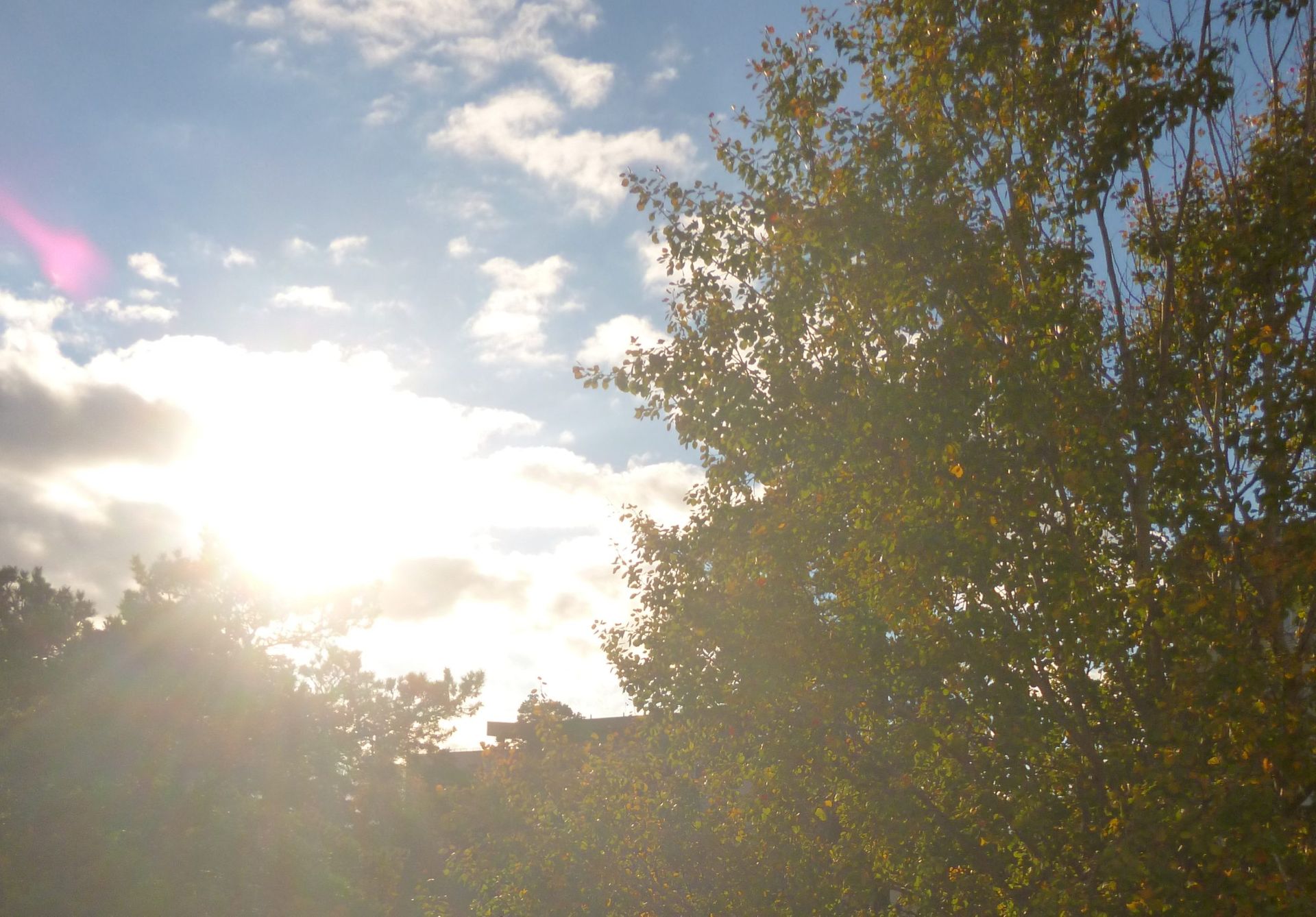 A landscape where you see the sun shining in the blue sky and branches from a large dark tree