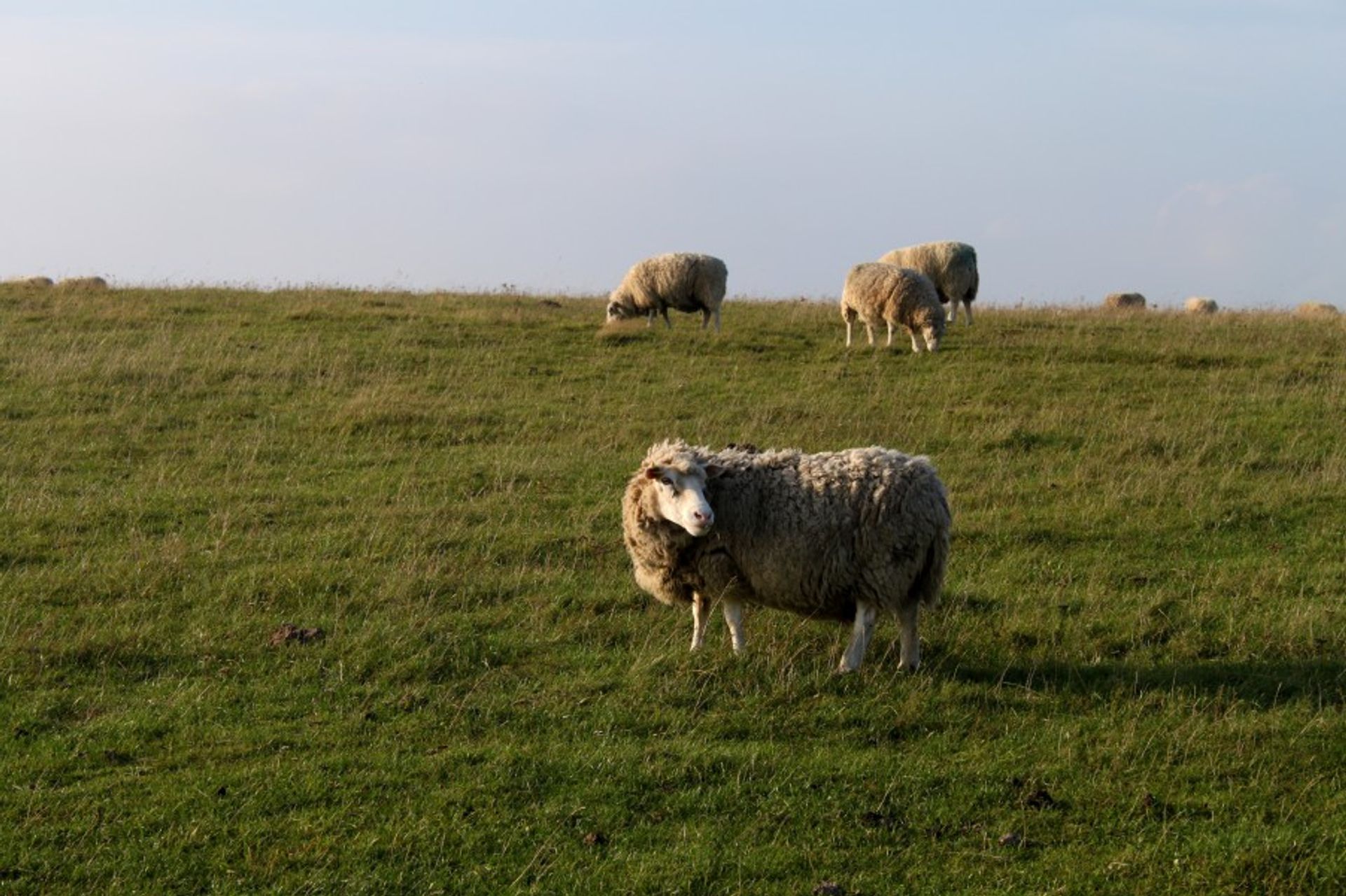 The sheep enjoying the view.