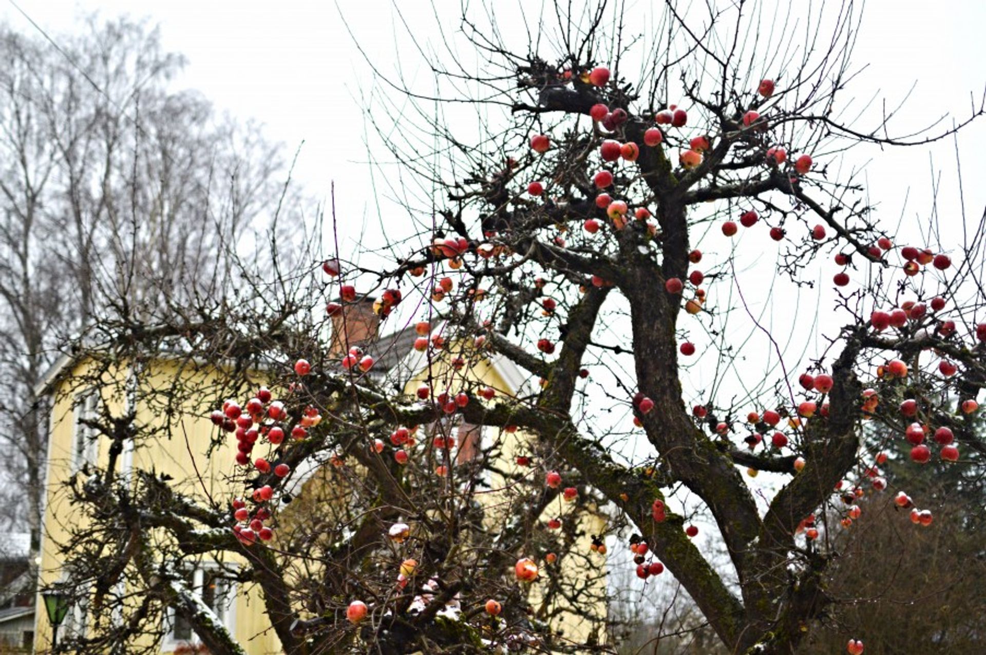 Apple tree beside a house.