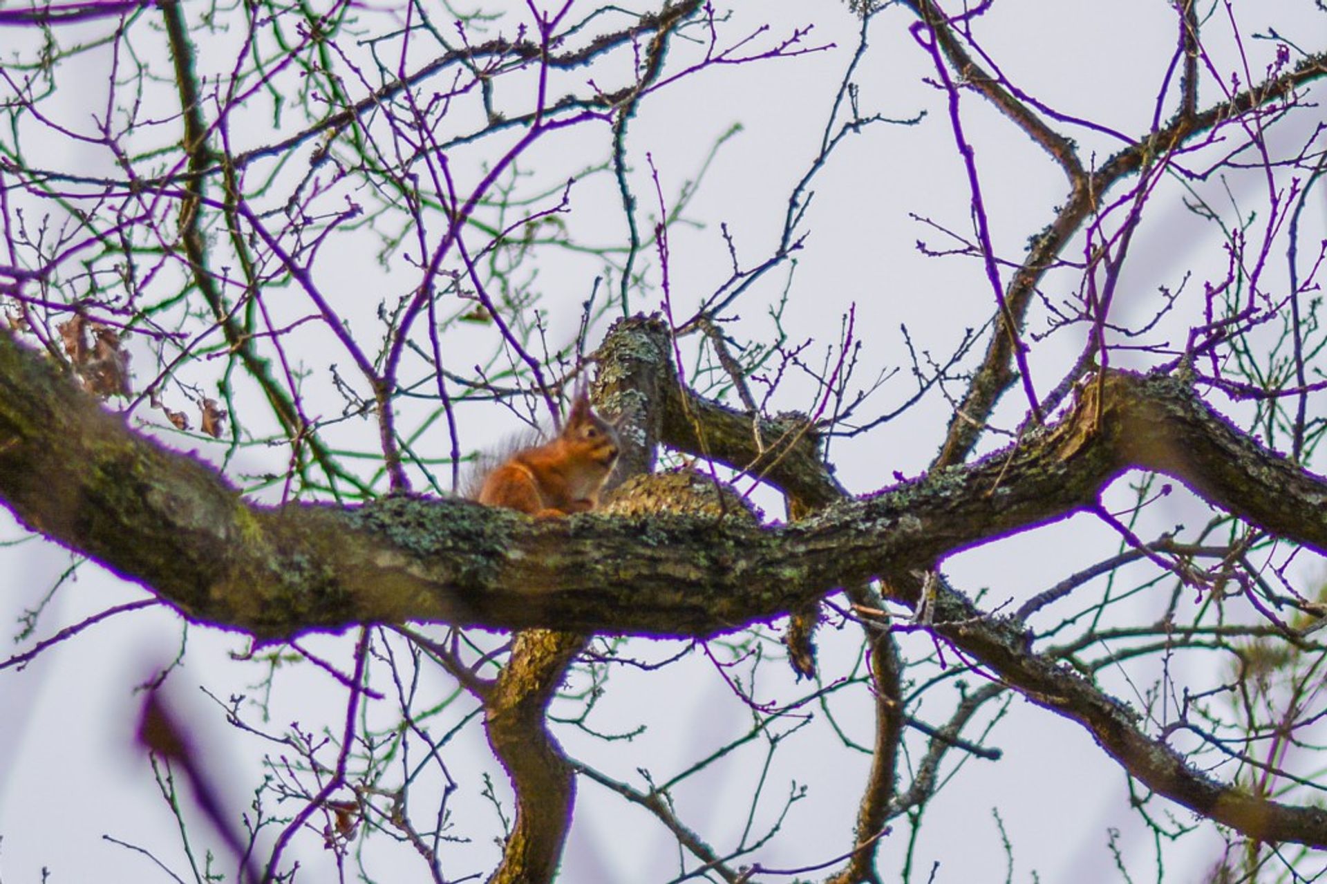 "Don't mind me, just doing squirrley things"