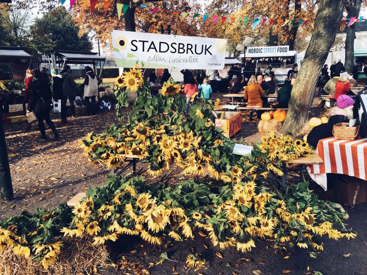 An autumnal food market in Malmö - Study in Sweden