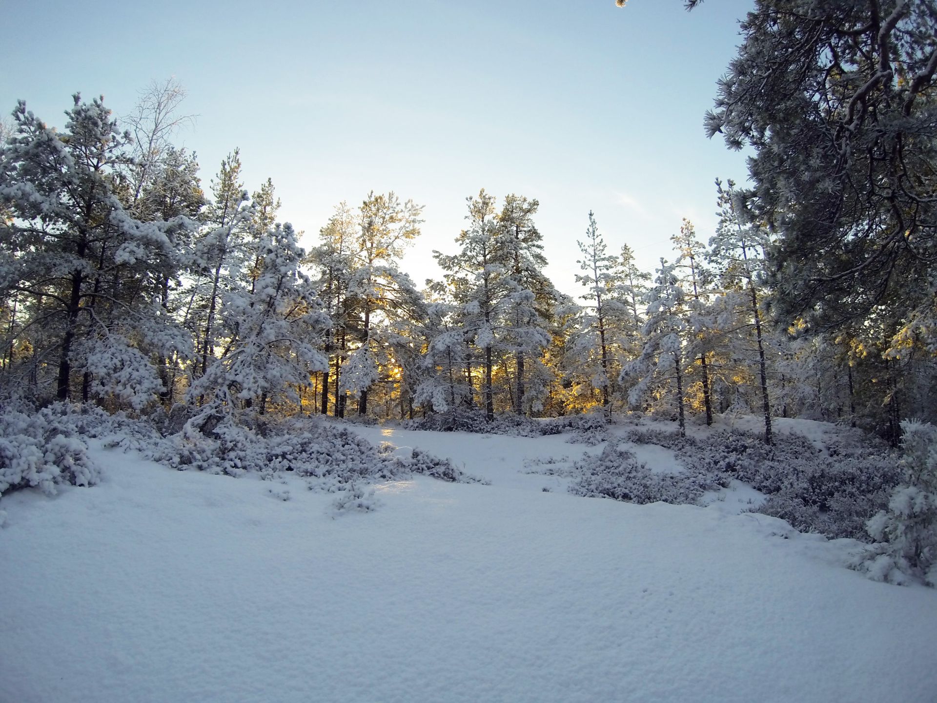 forest on snow