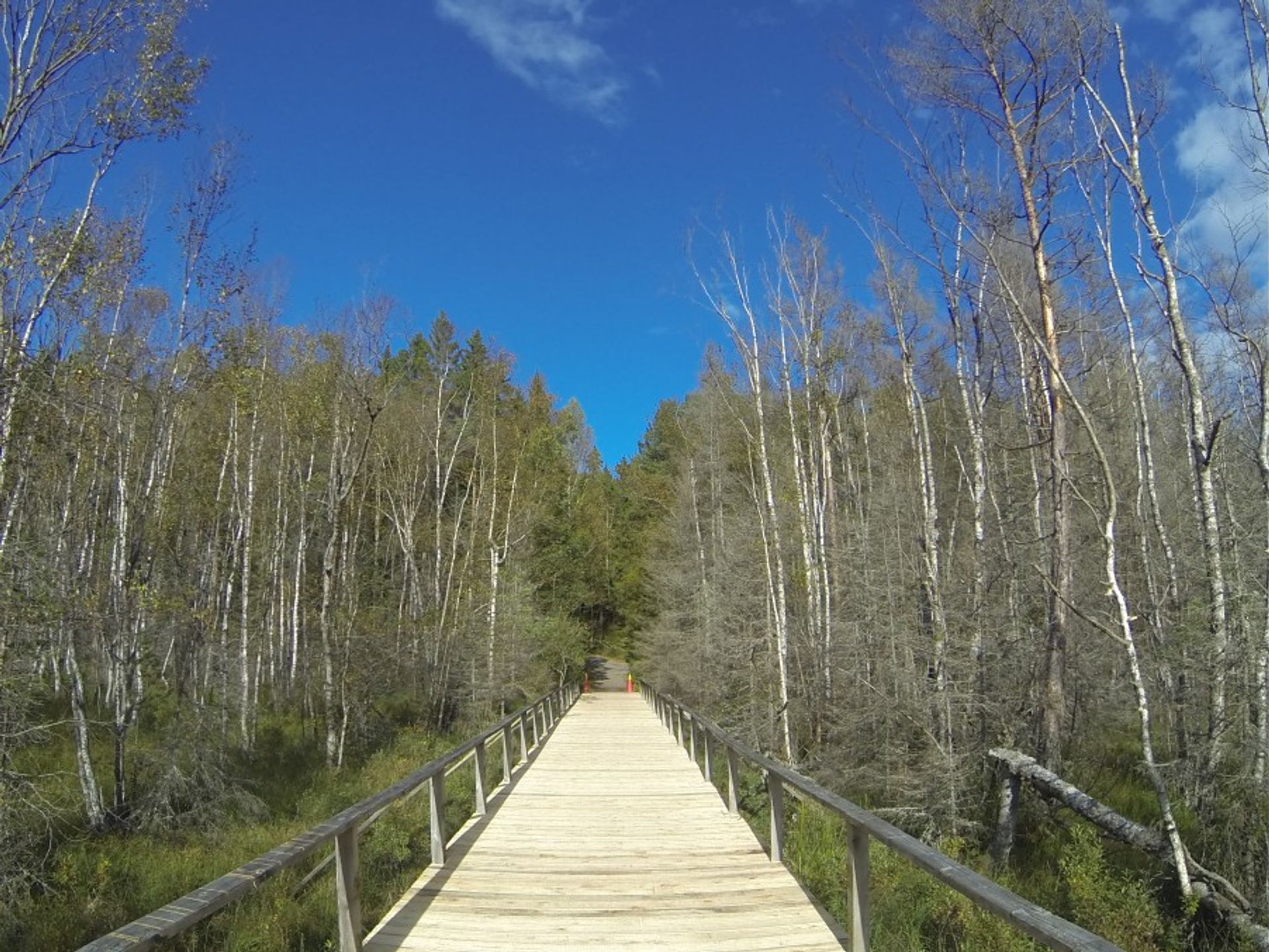 bridge in Tyresta