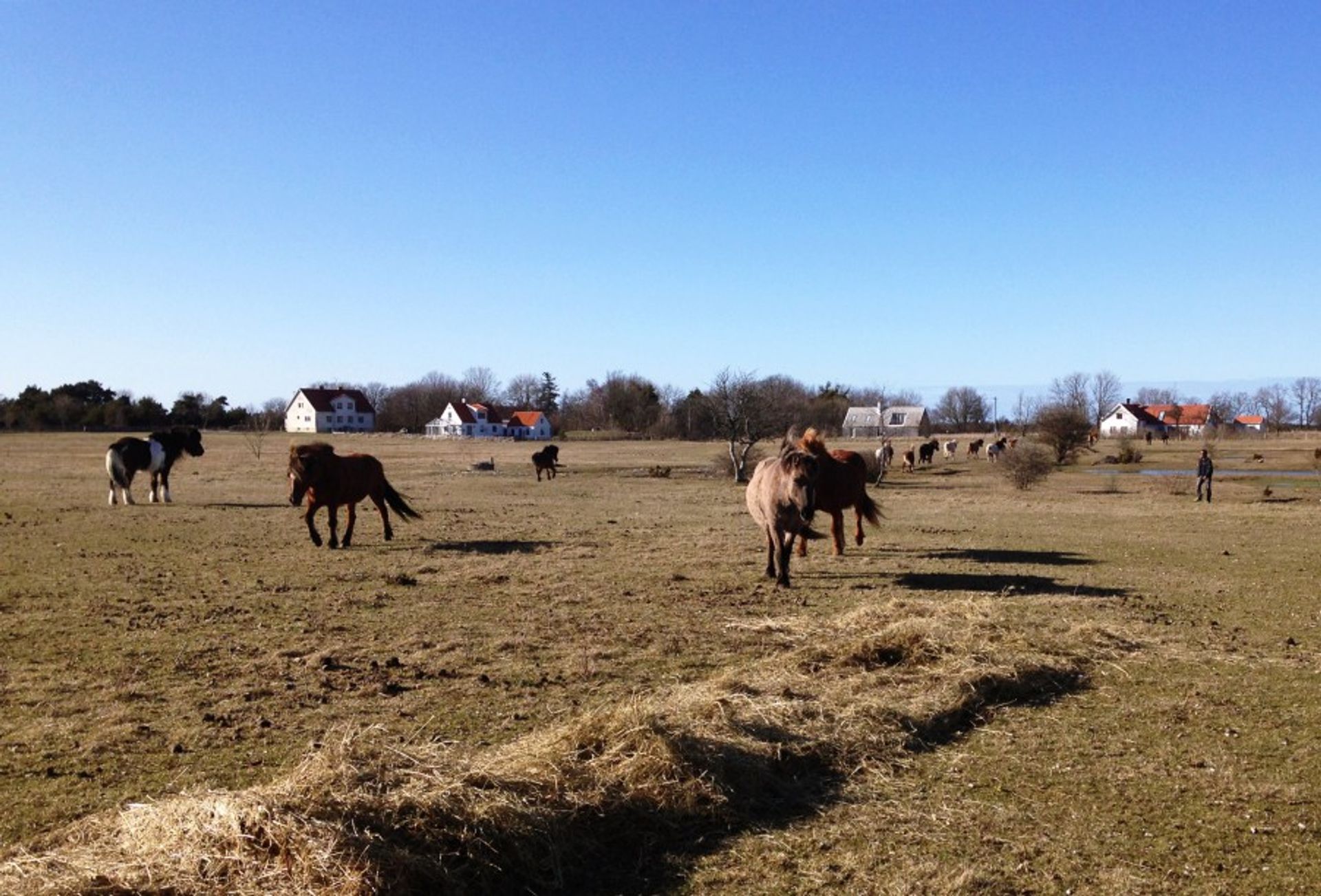 Horses in Fårö, Gotland