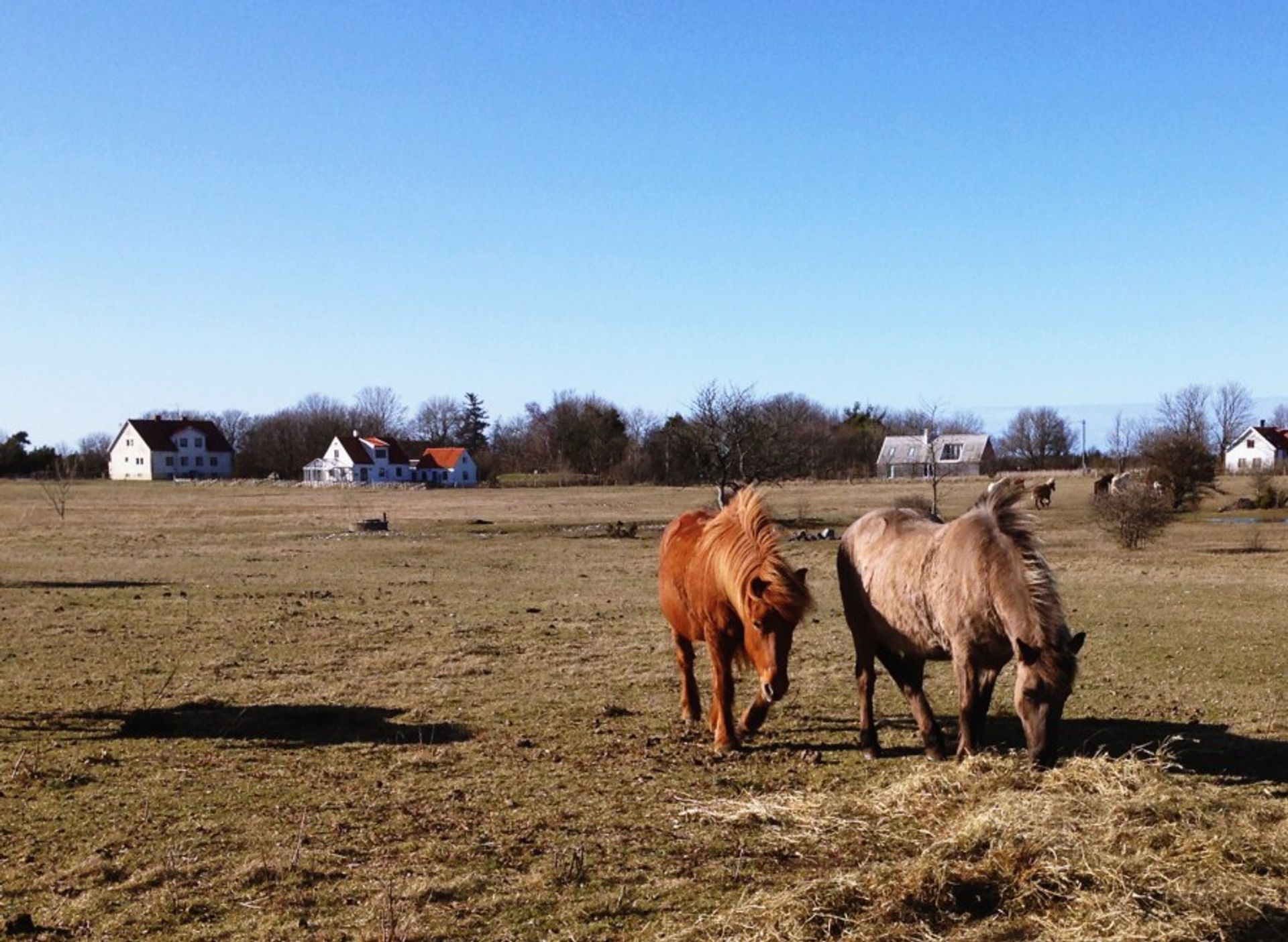 Icelandic horses in Gotland