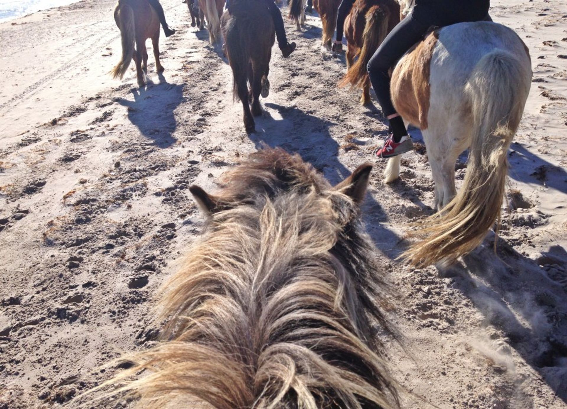 Iceland horse on Fårö