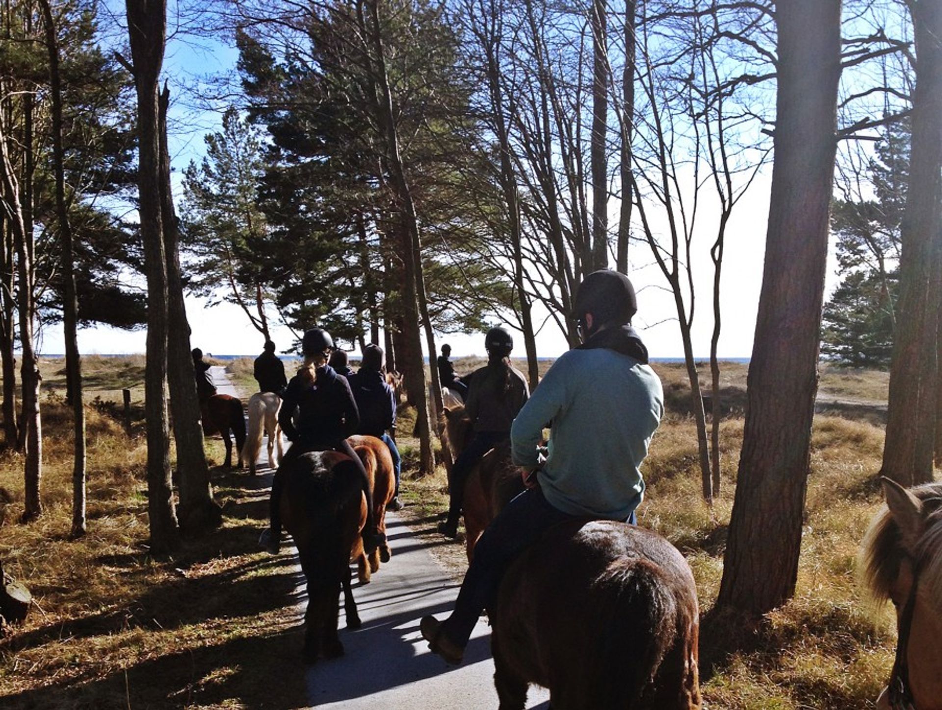 Horse riding through the forest in Fårö