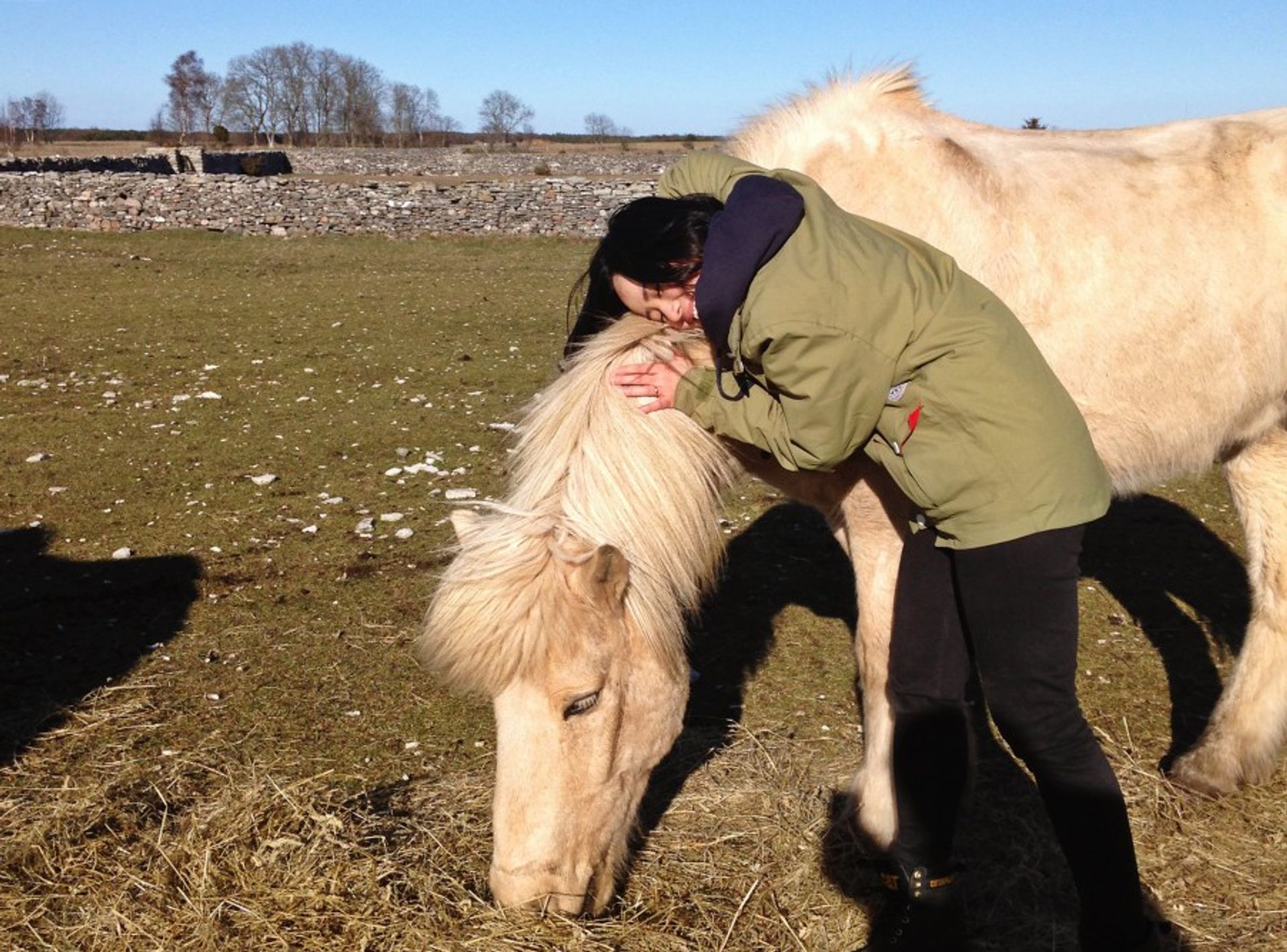 Iceland horse in Fårö