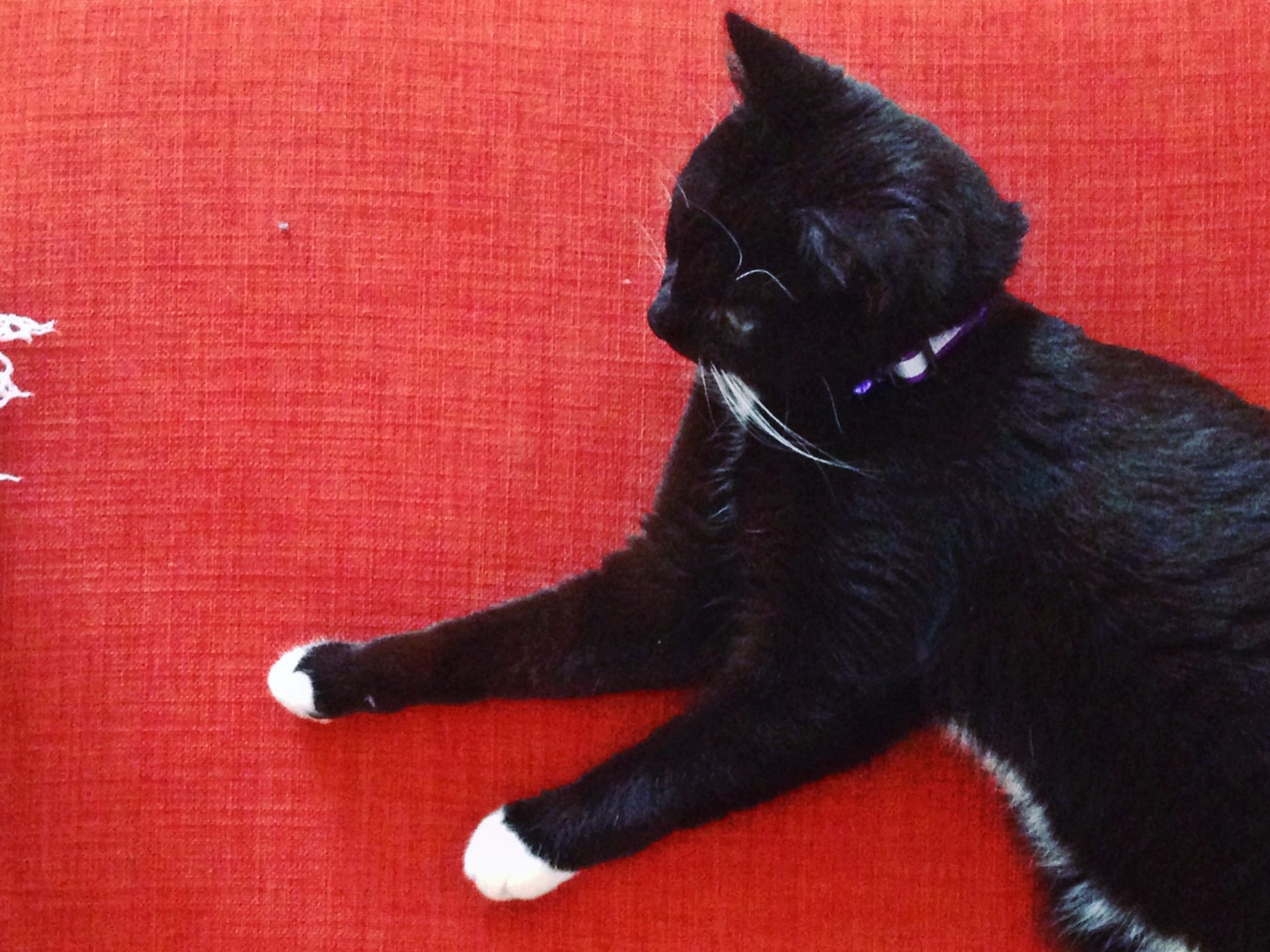 A black kitten lying on the floor.