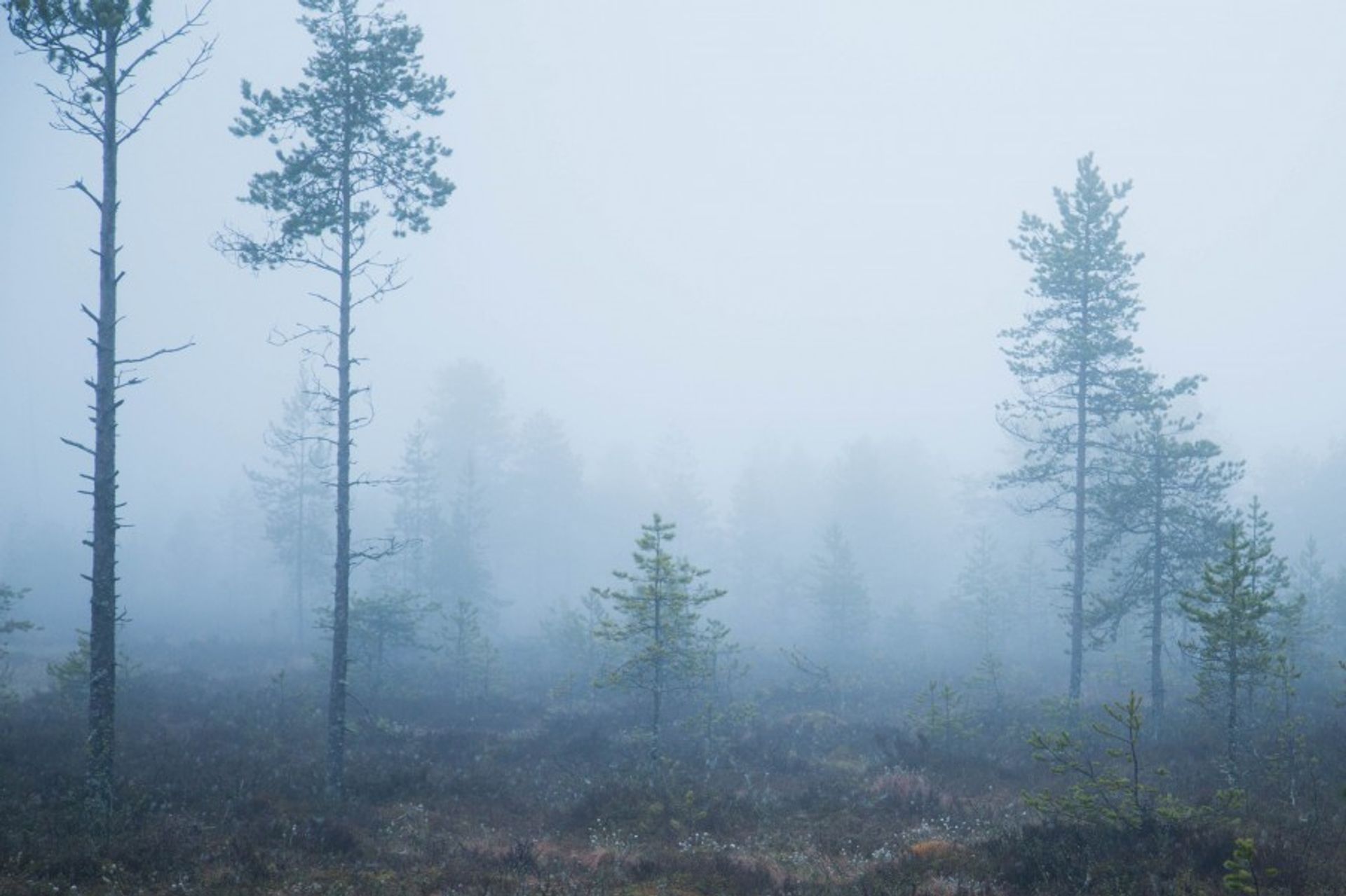 Fog_Umea-4