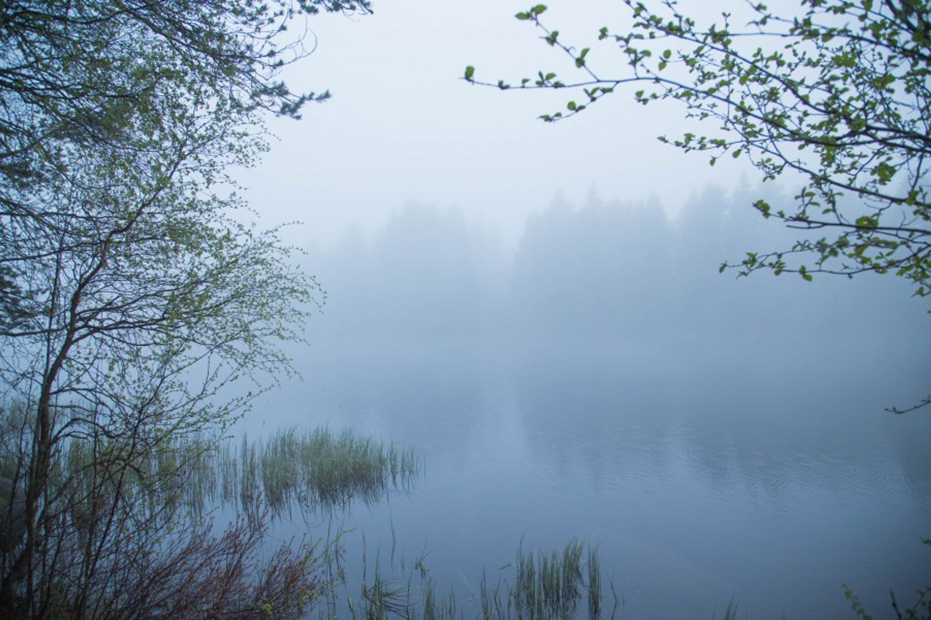 Fog_Umea-8