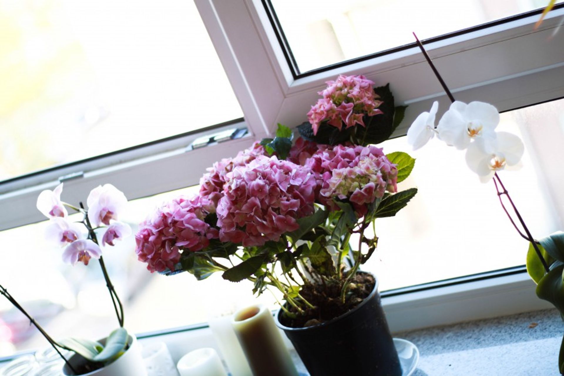 My flower-filled windowsill
