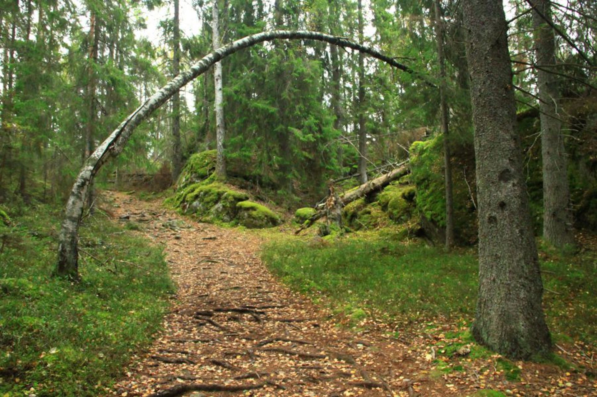 Tyresta National Park