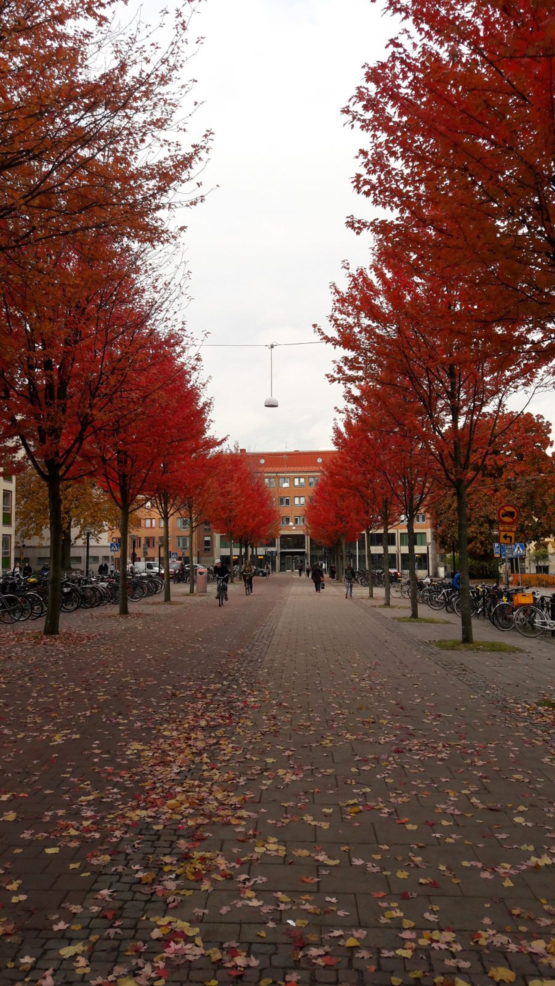 50 shades of Swedish Autumn - Study in Sweden