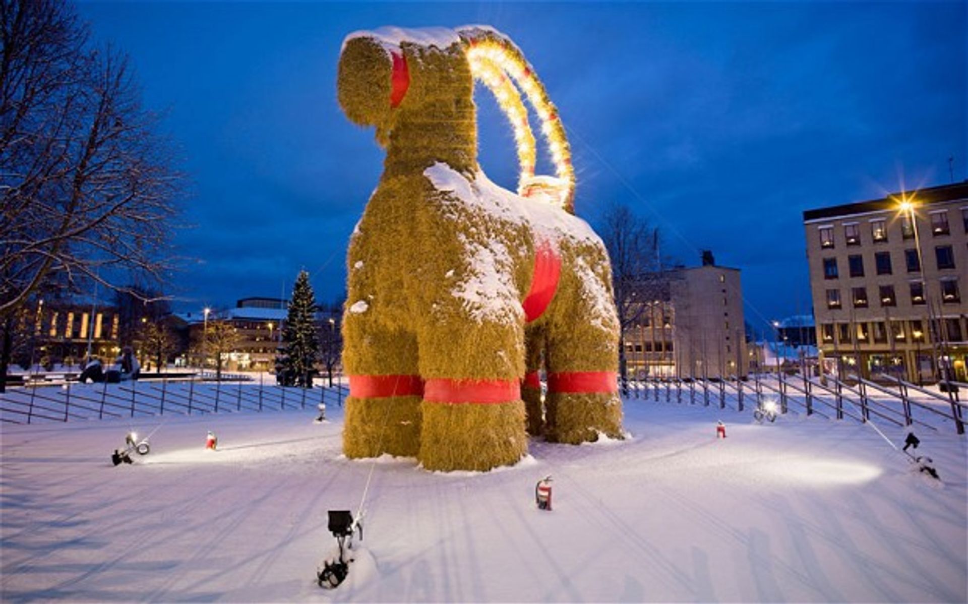 Christmas traditions in Sweden the Goat, a real celebrity