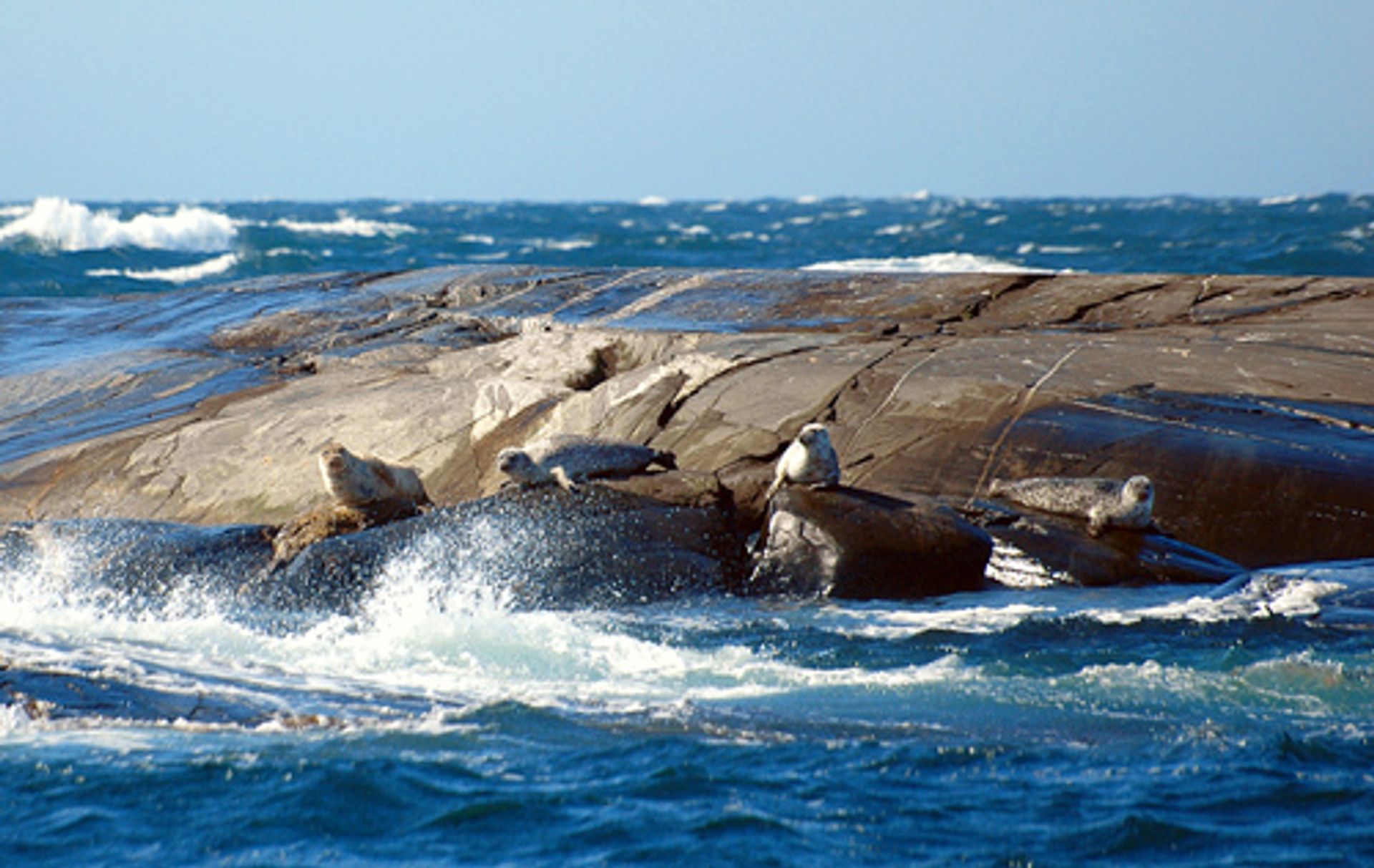 Seals lie on rocks in the sea.