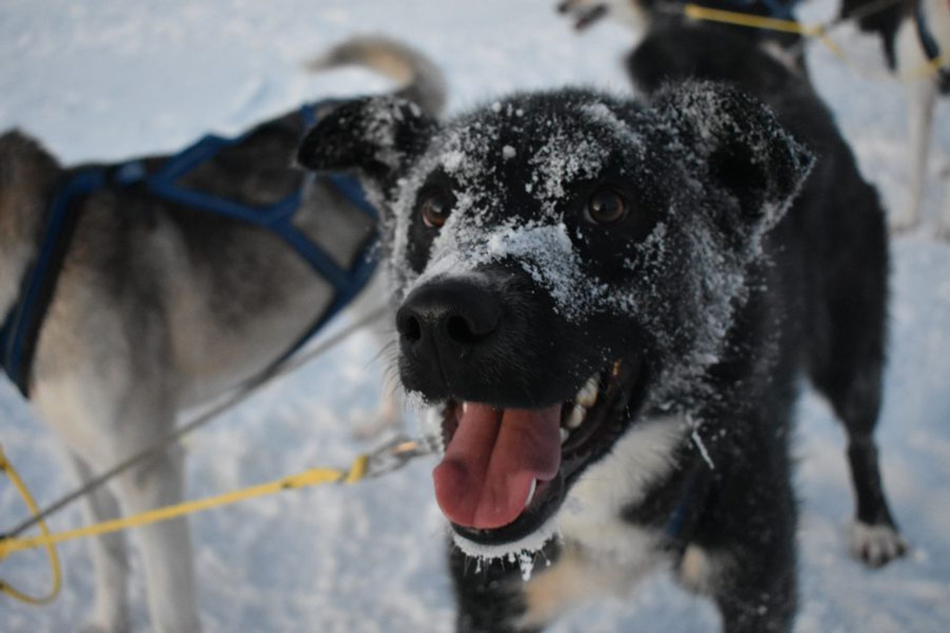 Zamba Husky Dog Sledge