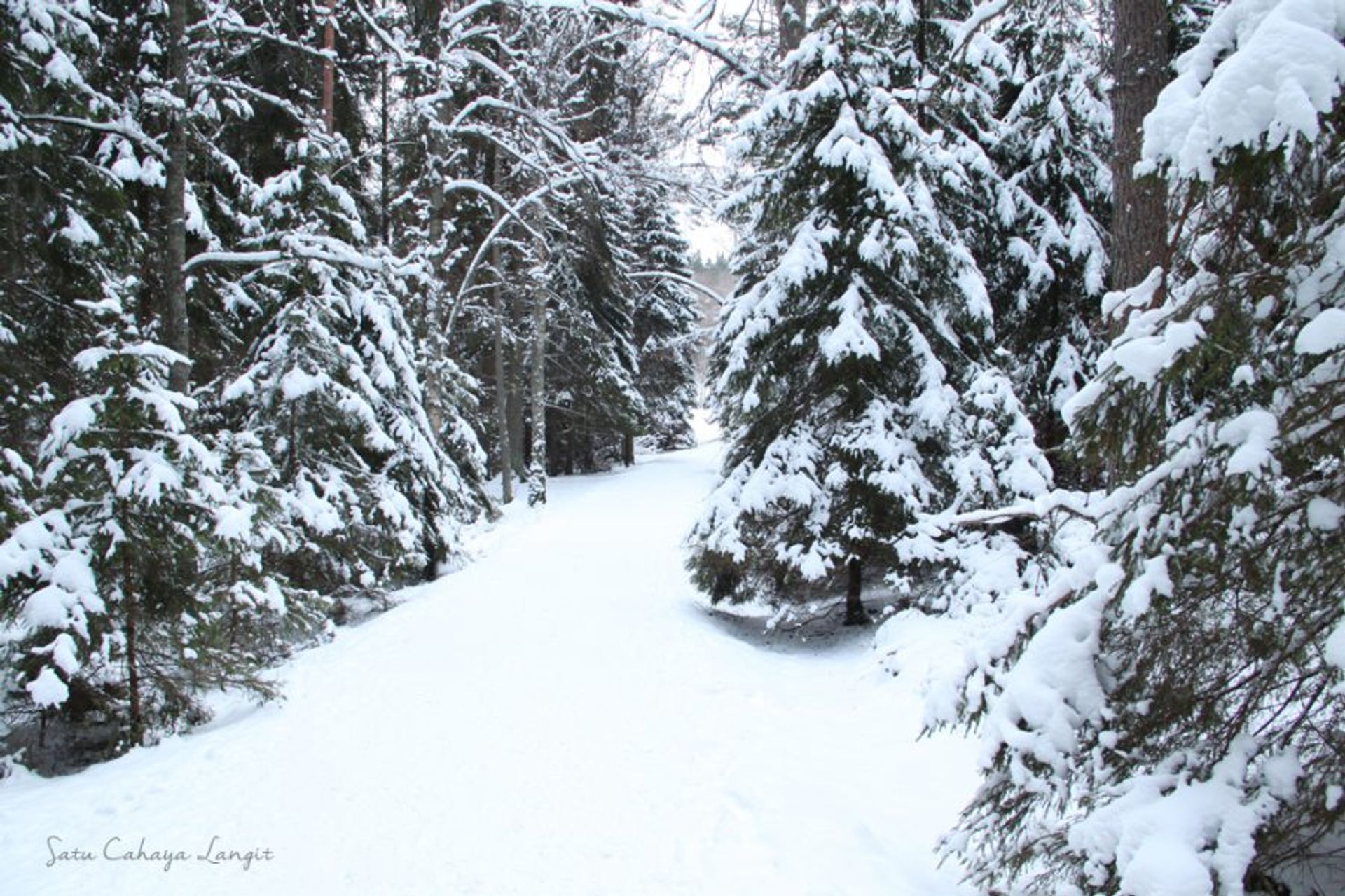 snowy swedish forest