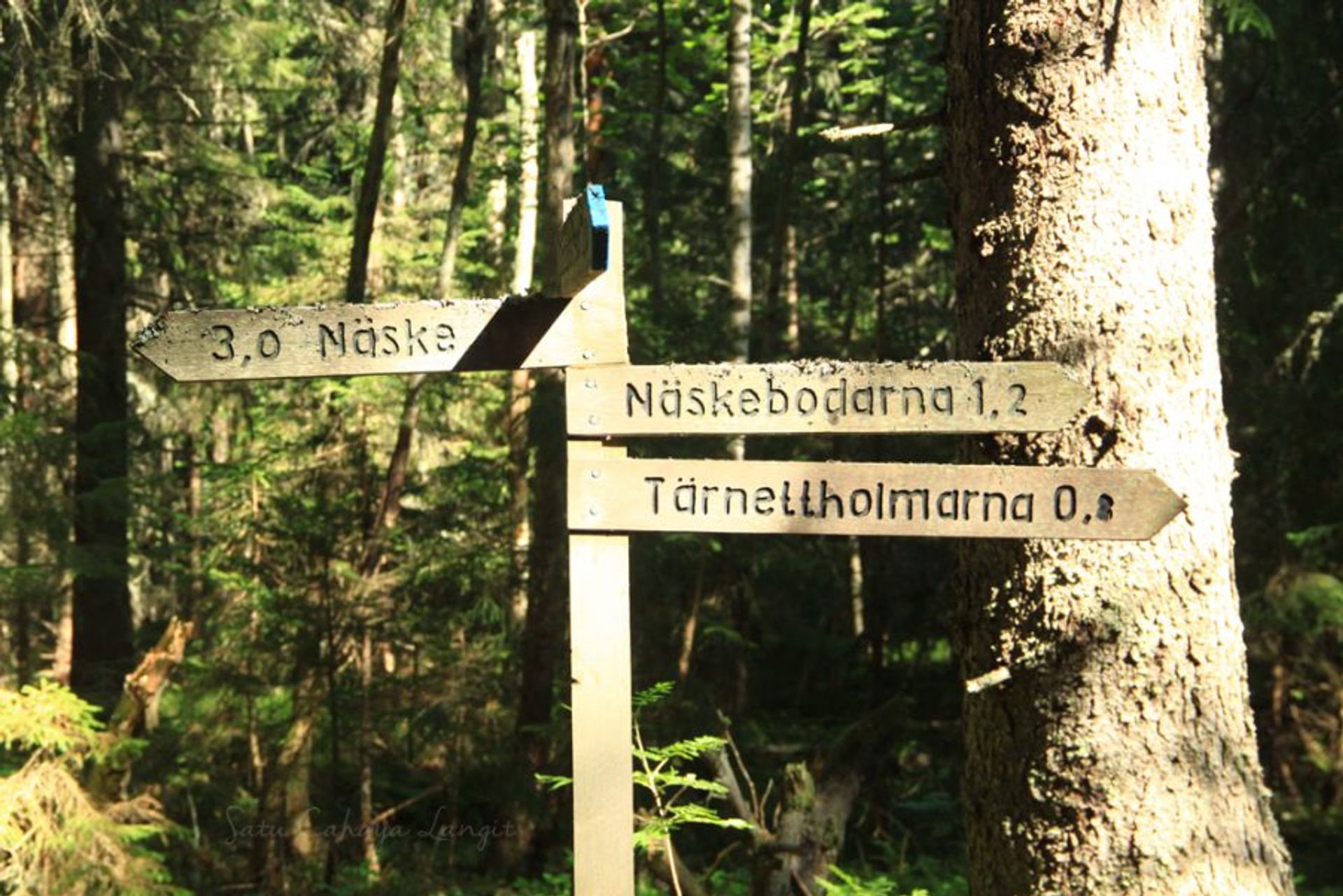 cross-road sign in Swedish forest