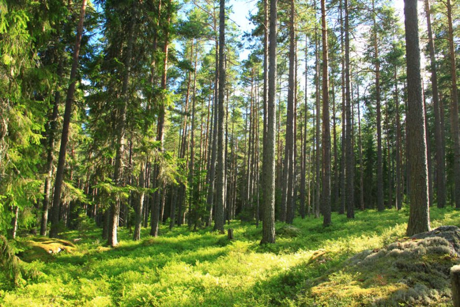 Skuleskogen national park in Sweden