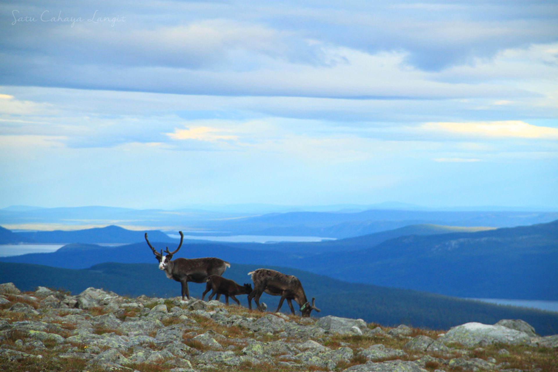Reindeer on the side of a mountain.