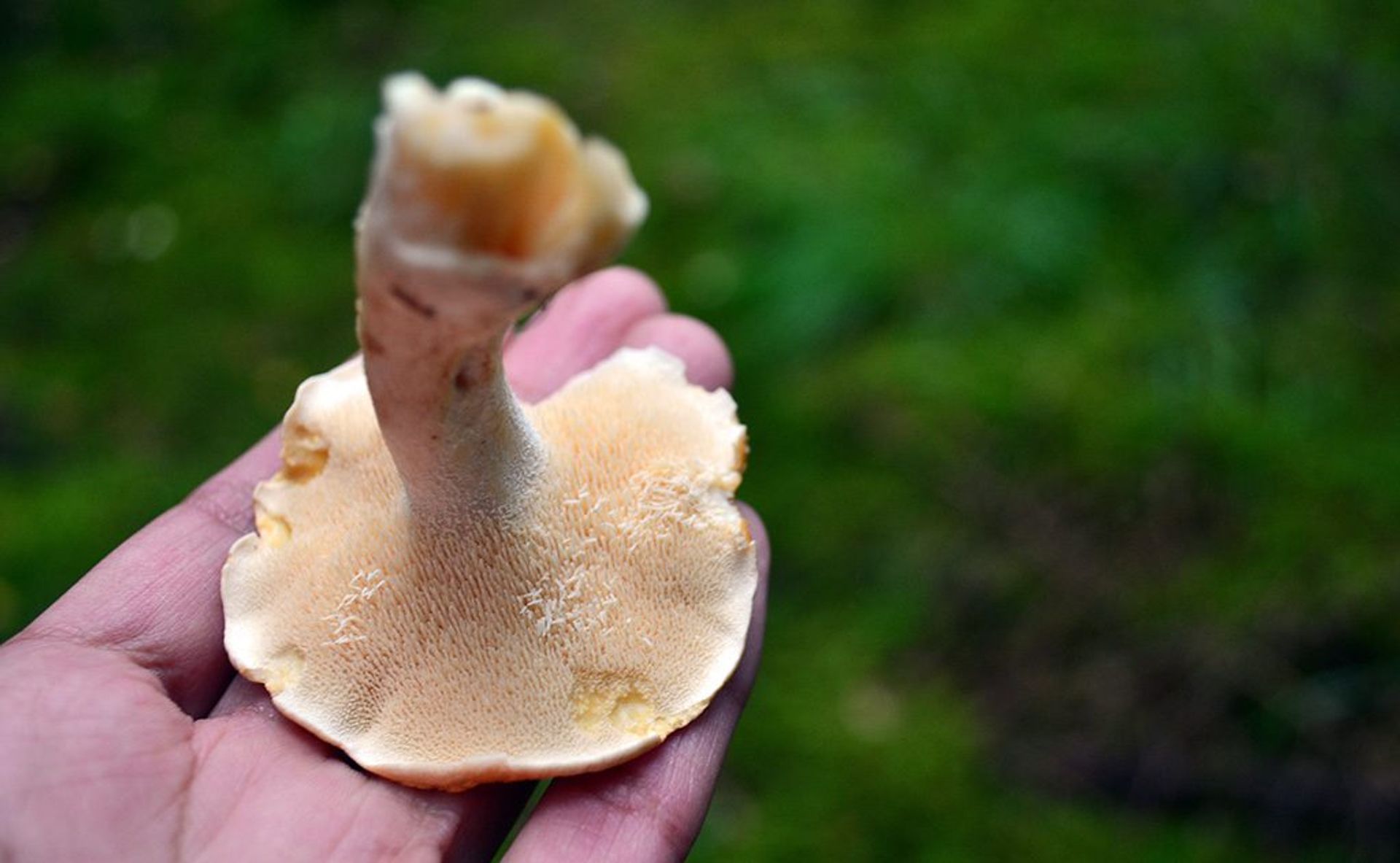 Hedgehog mushroom