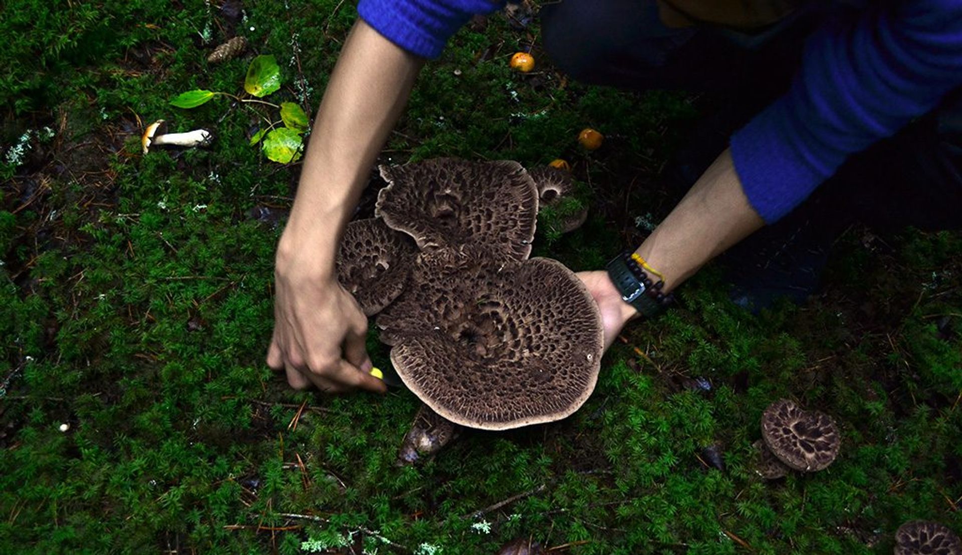 Cut the mushroom and leave the base of the stalk in the ground