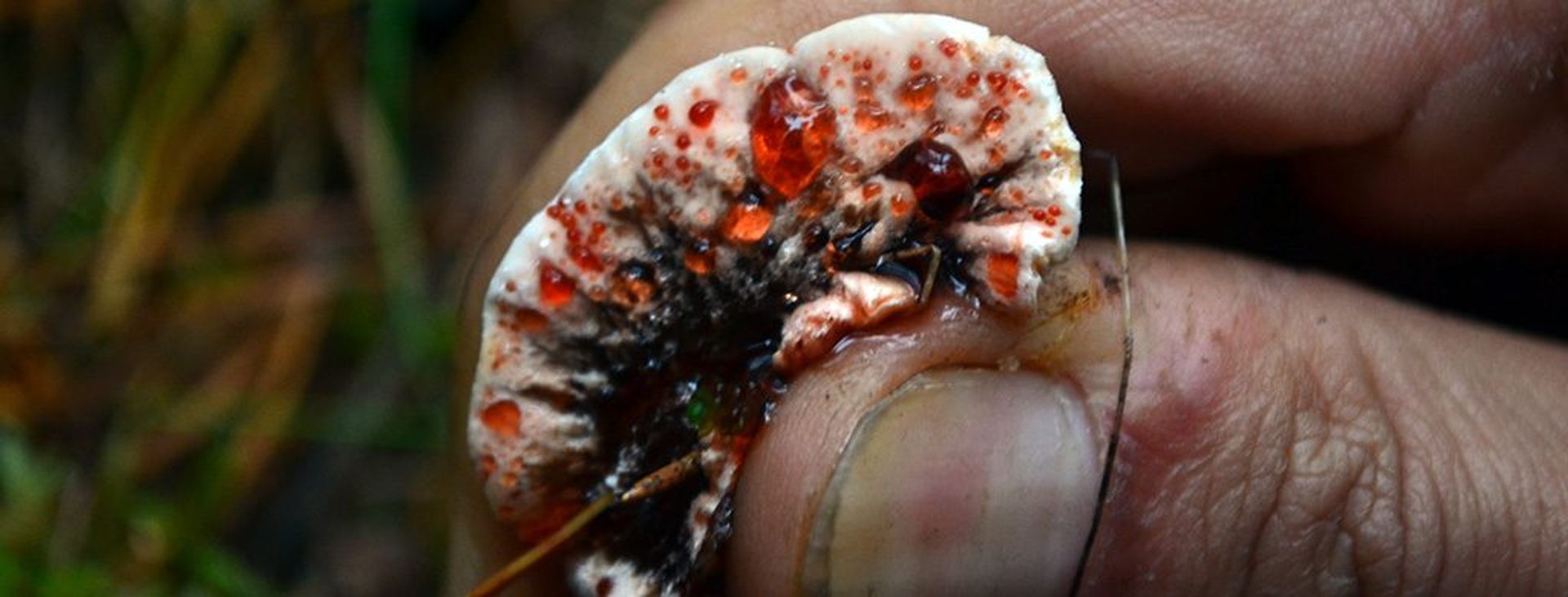 Bleeding tooth mushroom