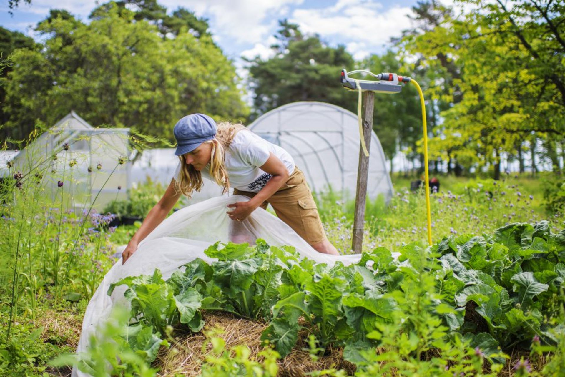 Organic farming outdoors.