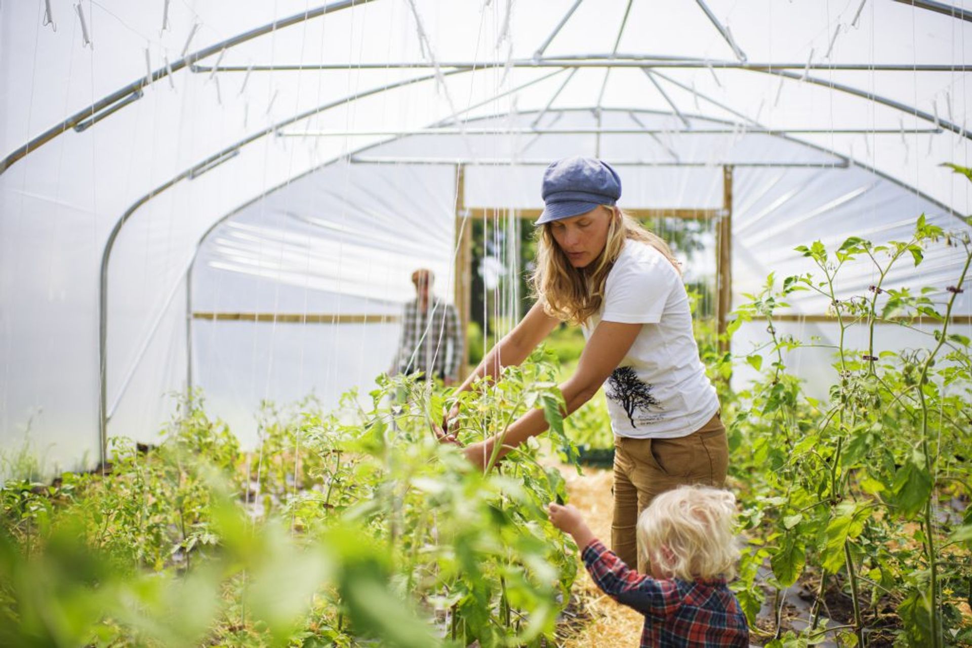Organic farming in a greenhouse.