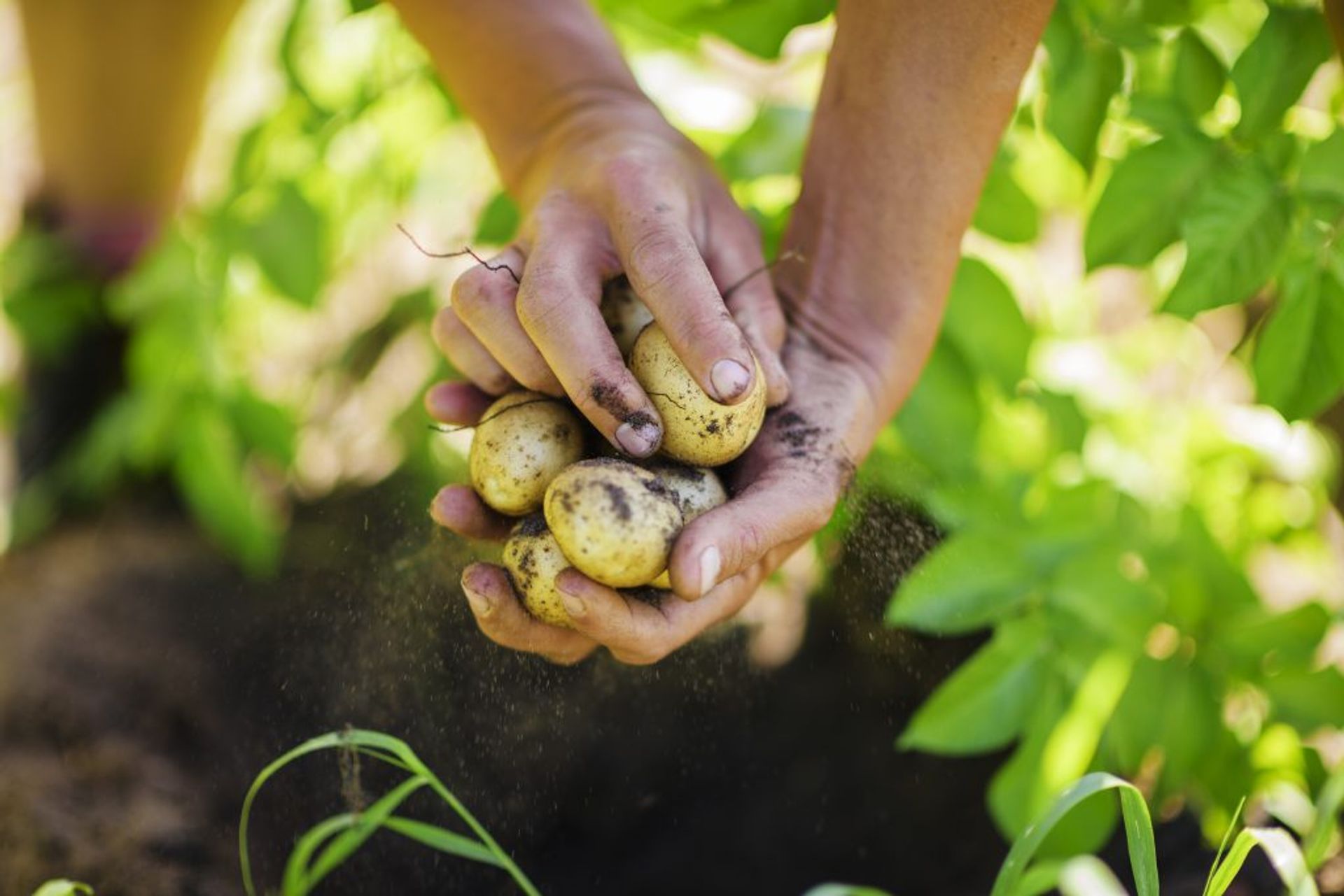 Potatoes harvest close-up.