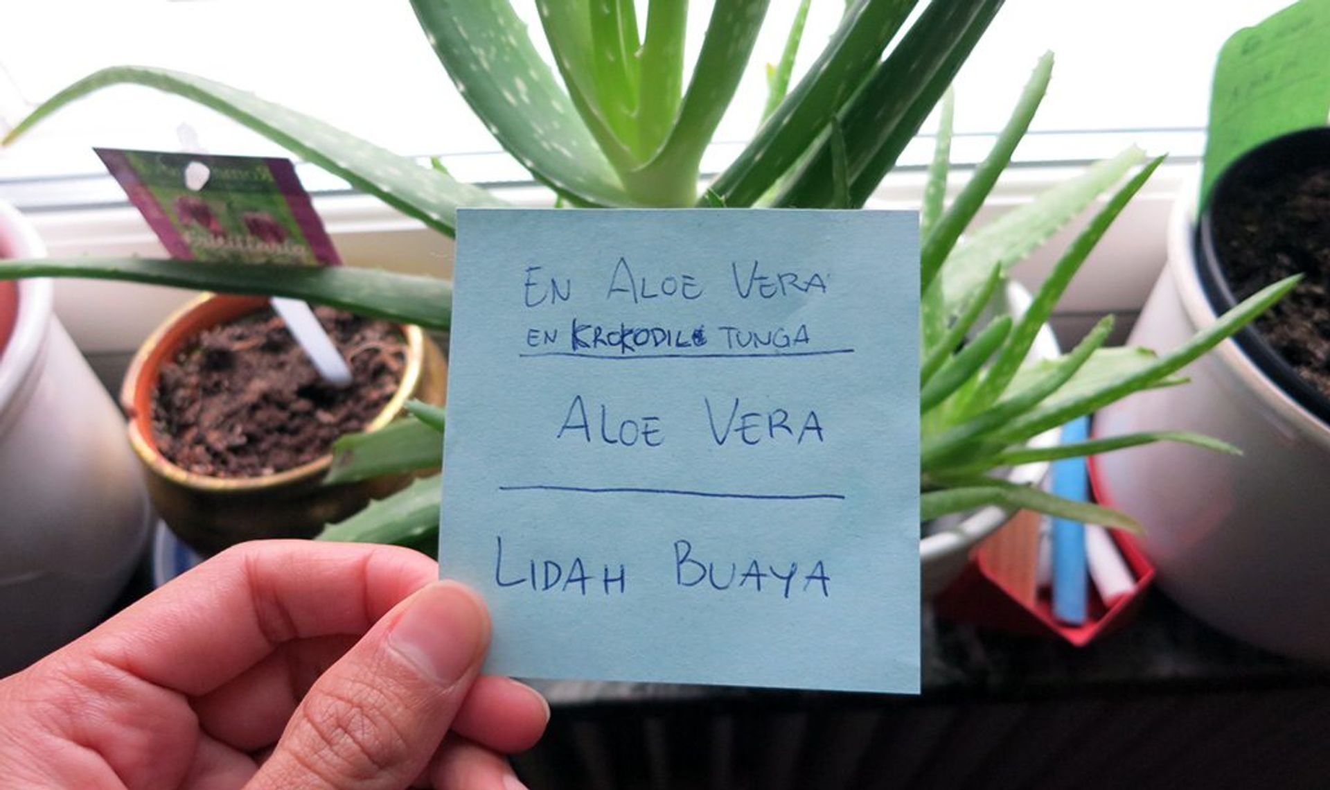 aloe vera