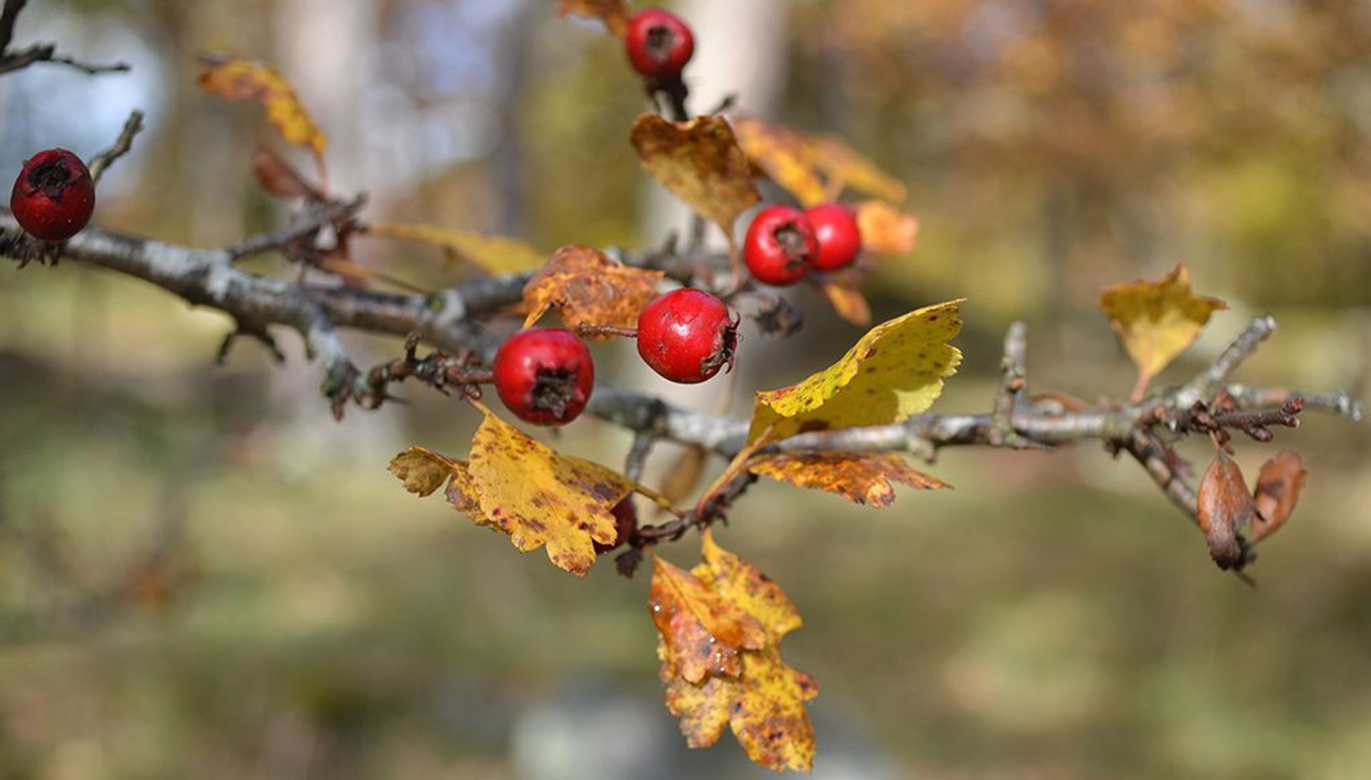 autumn beauty